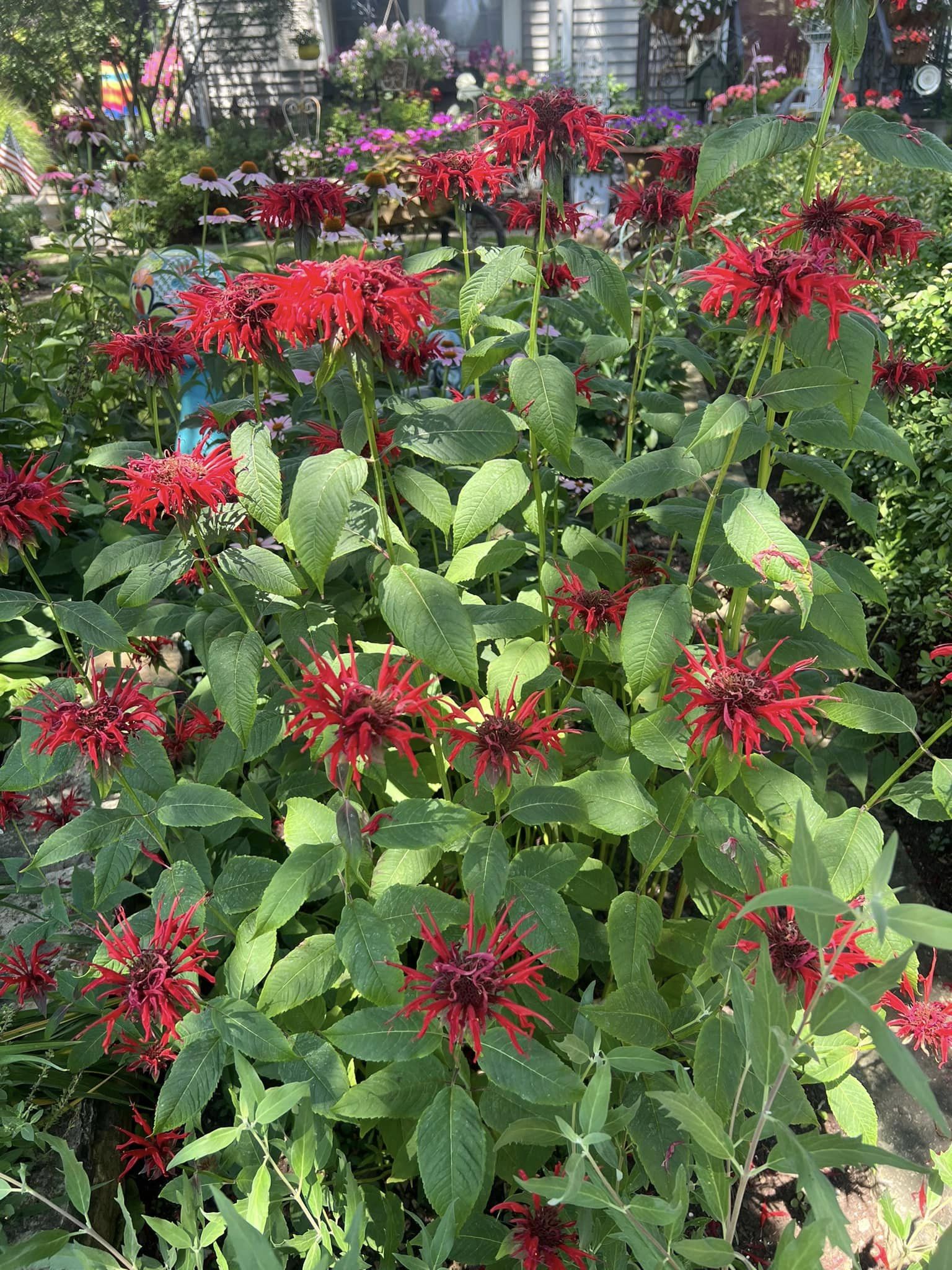 plants that attract hummingbirds and butterflies