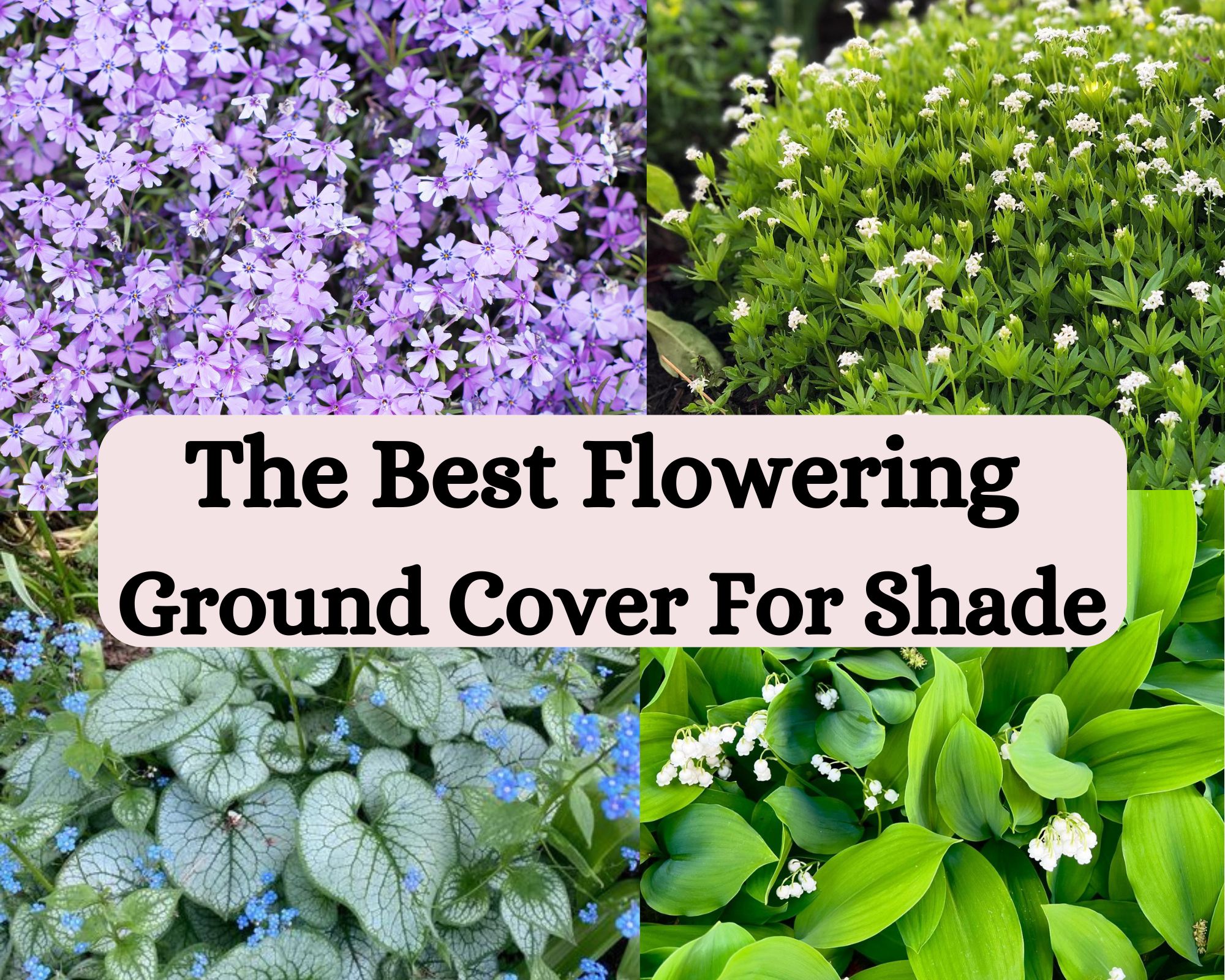Best Flowering Ground Cover For Shade