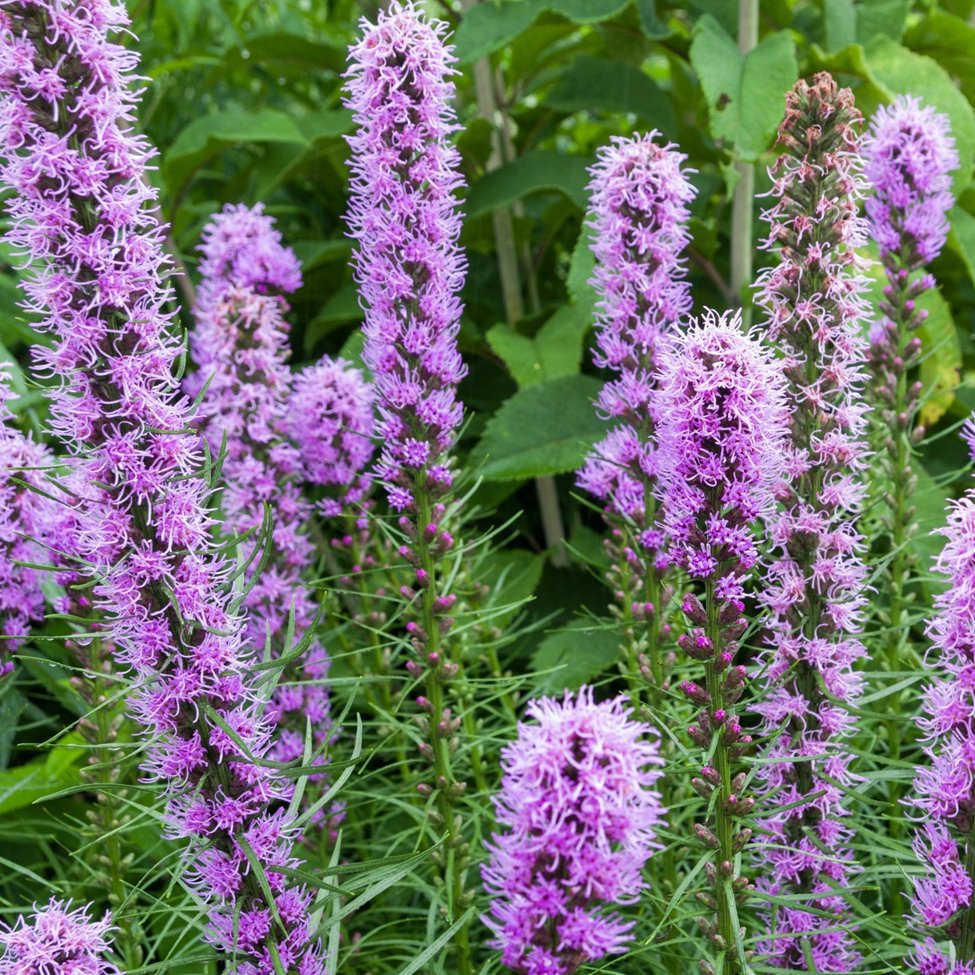 Flowers that attract butterflies and hummingbirds