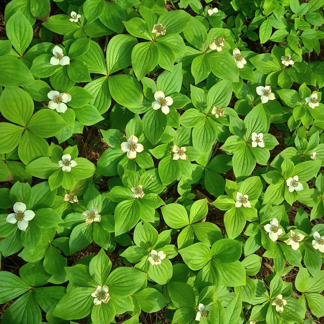 Best flowering ground cover for shade