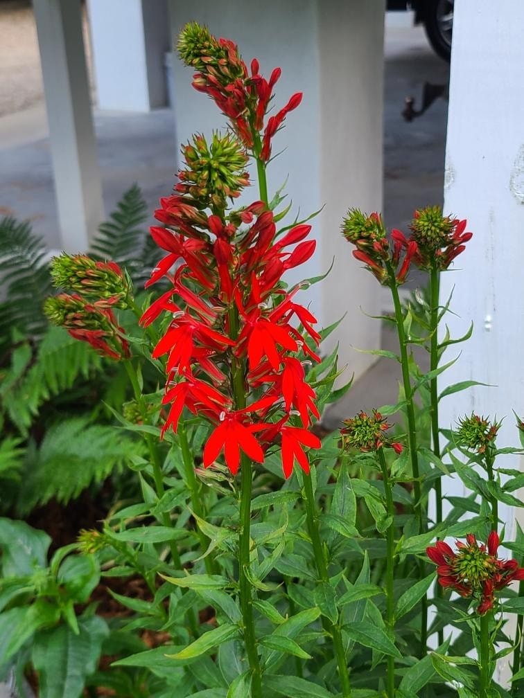 flowers that attract bees, butterflies and hummingbirds