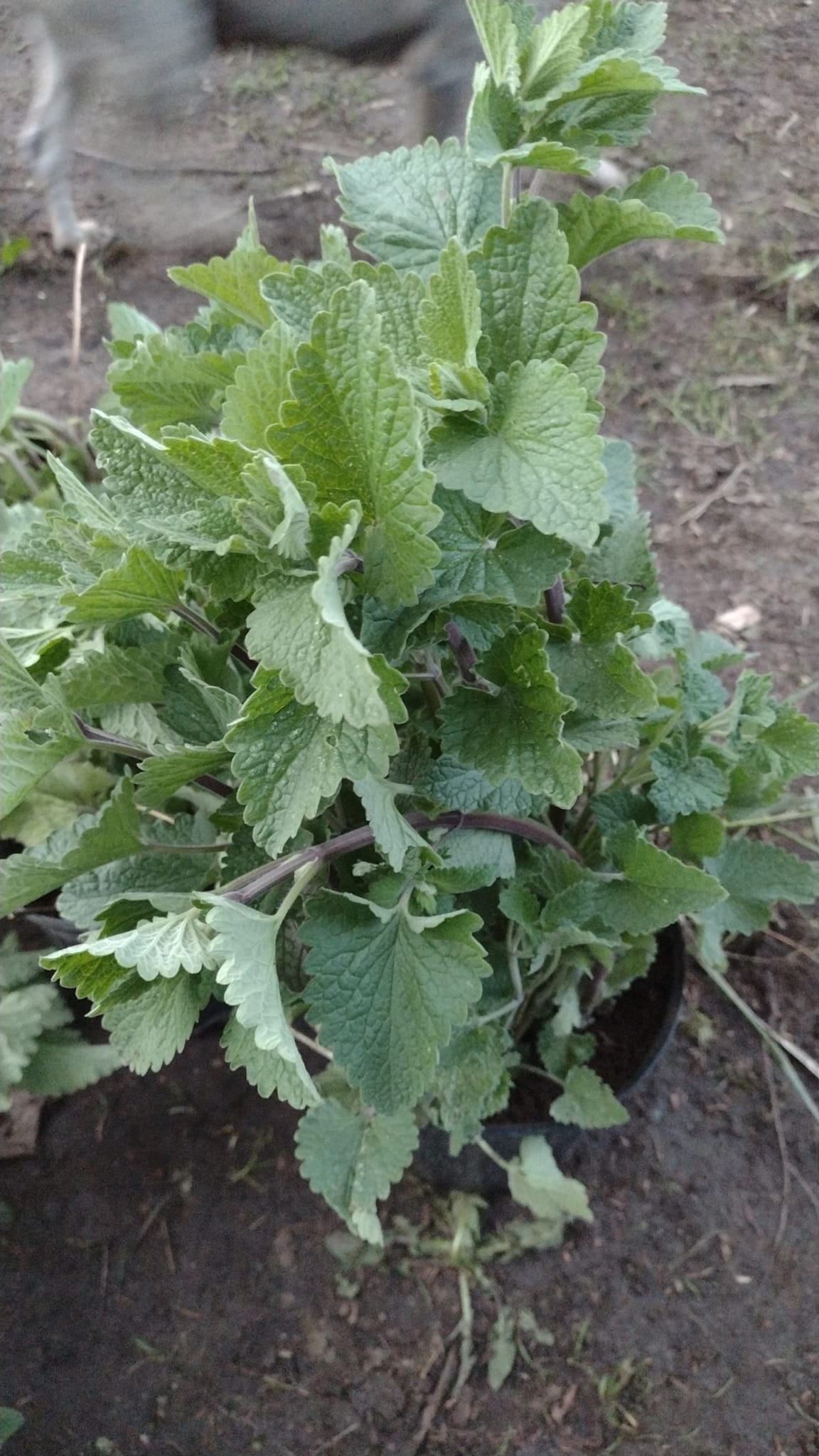 Potted plants that repel mosquitoes in pots