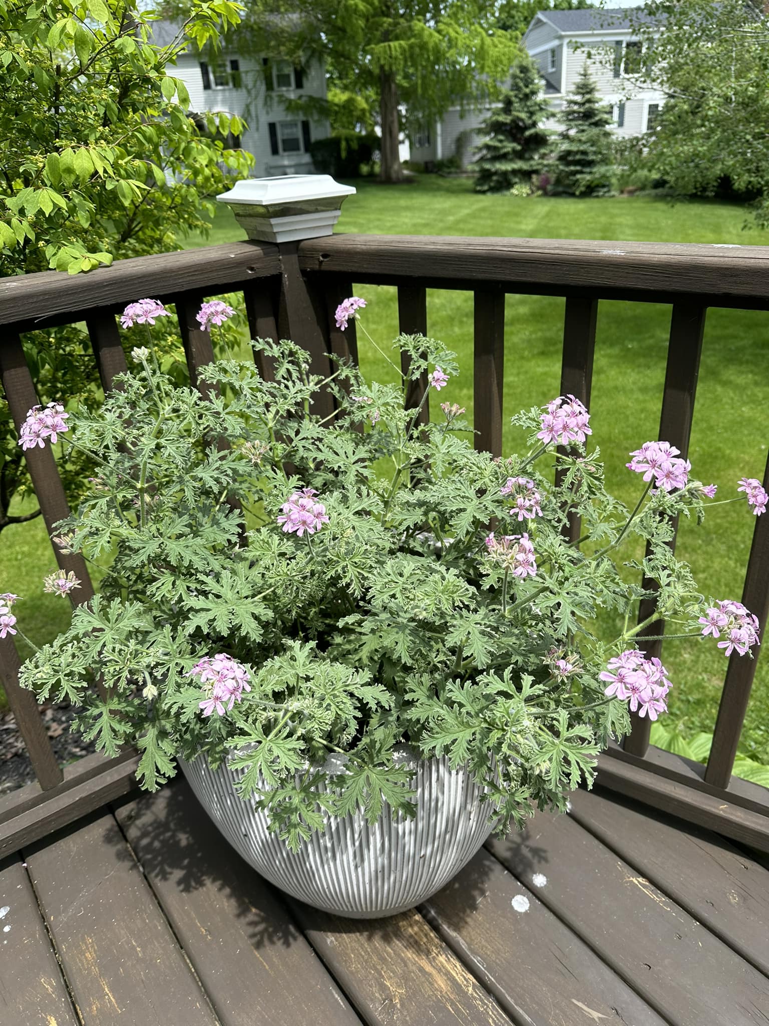 hanging plants that keep mosquitoes away