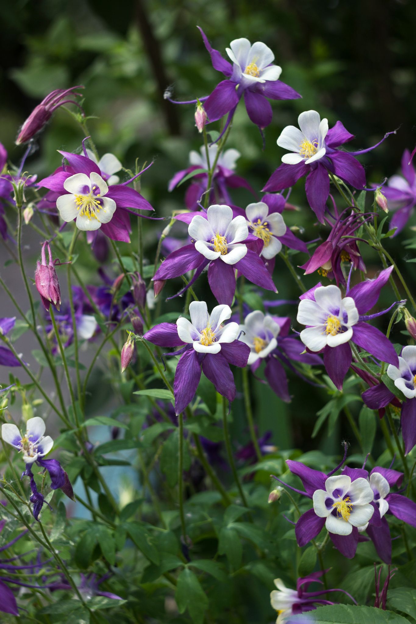 plants that attract butterflies and hummingbirds but not bees