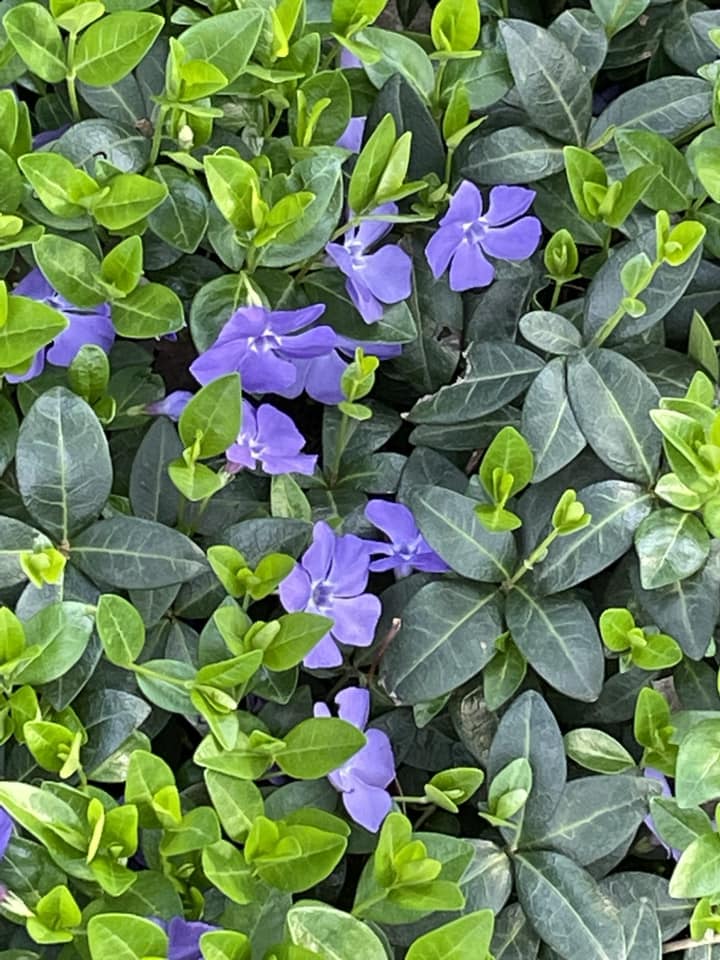 Low maintenance flowering ground cover for shade