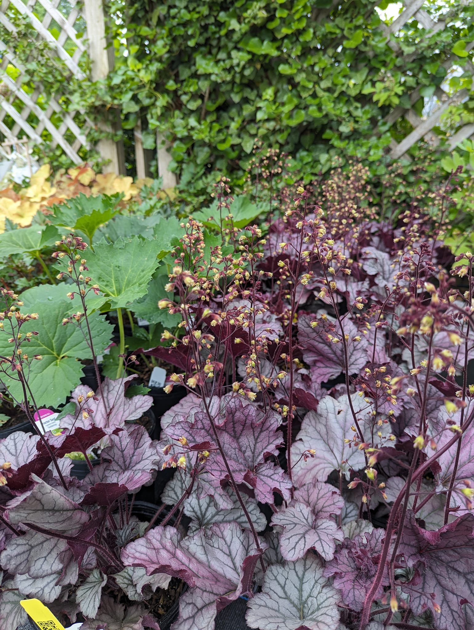 Flowers that attract hummingbirds and butterflies
