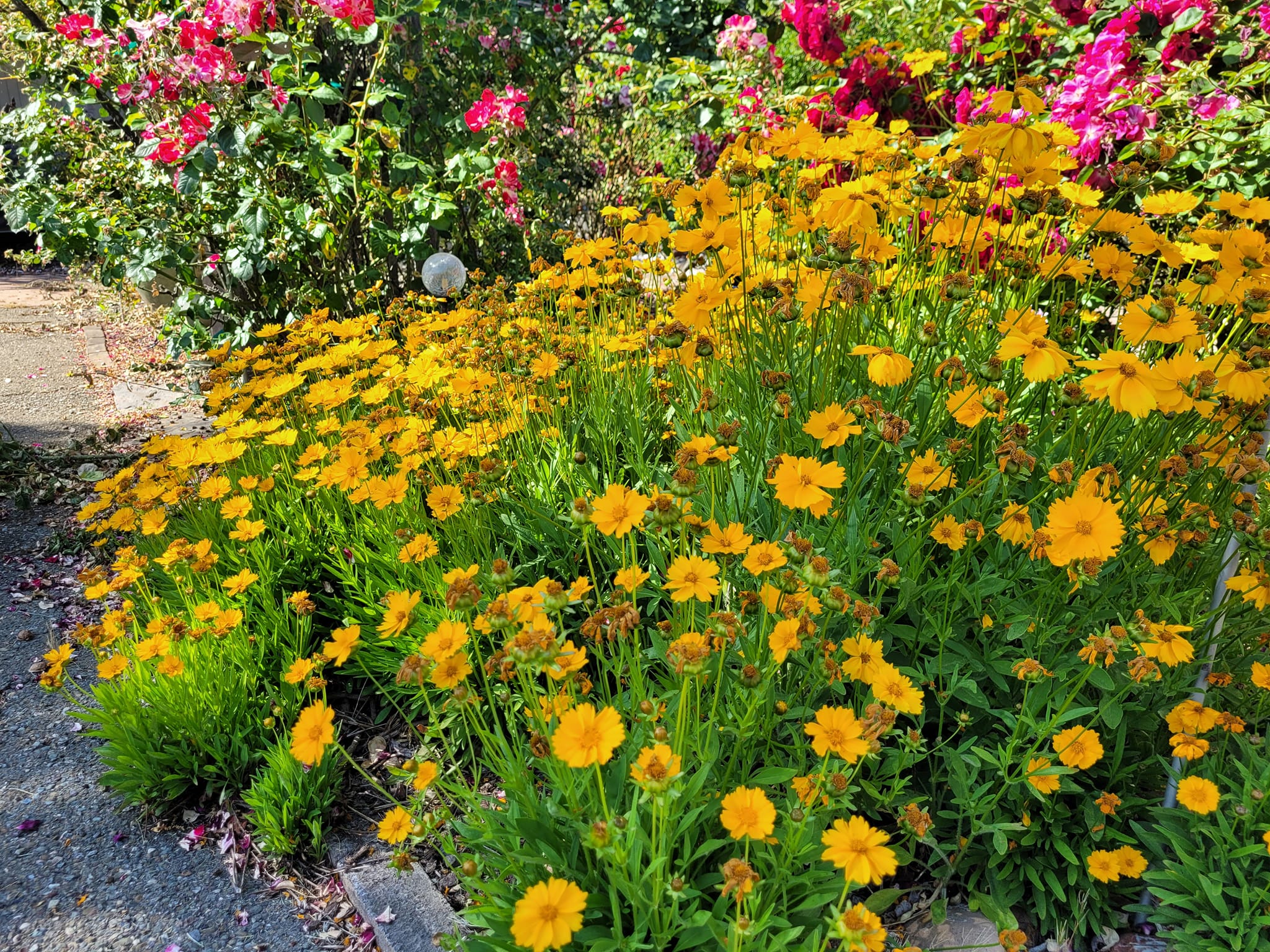 plants that like full sun and heat