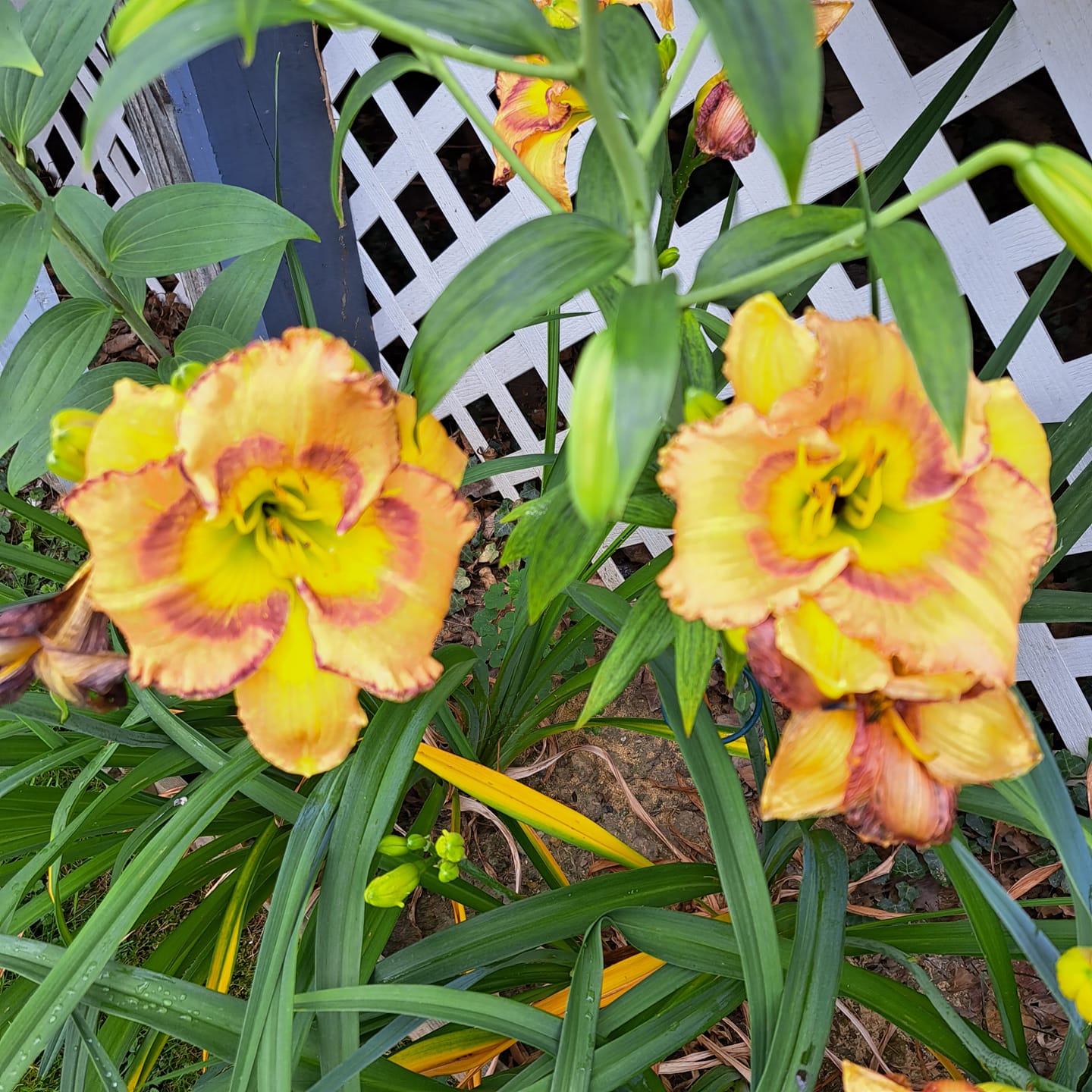 perennial flowers that attract bees and butterflies