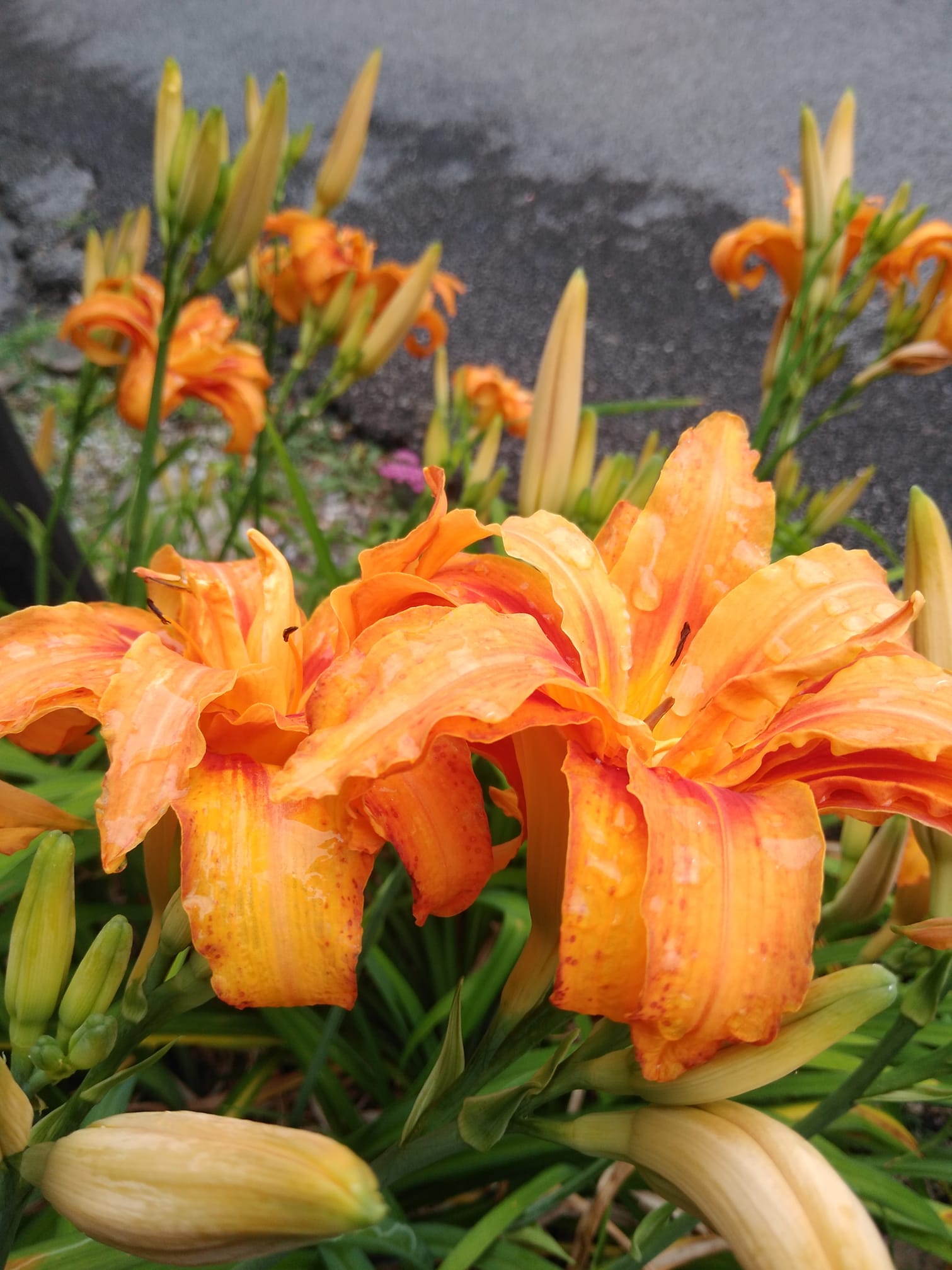 low-maintenance perennials full sun