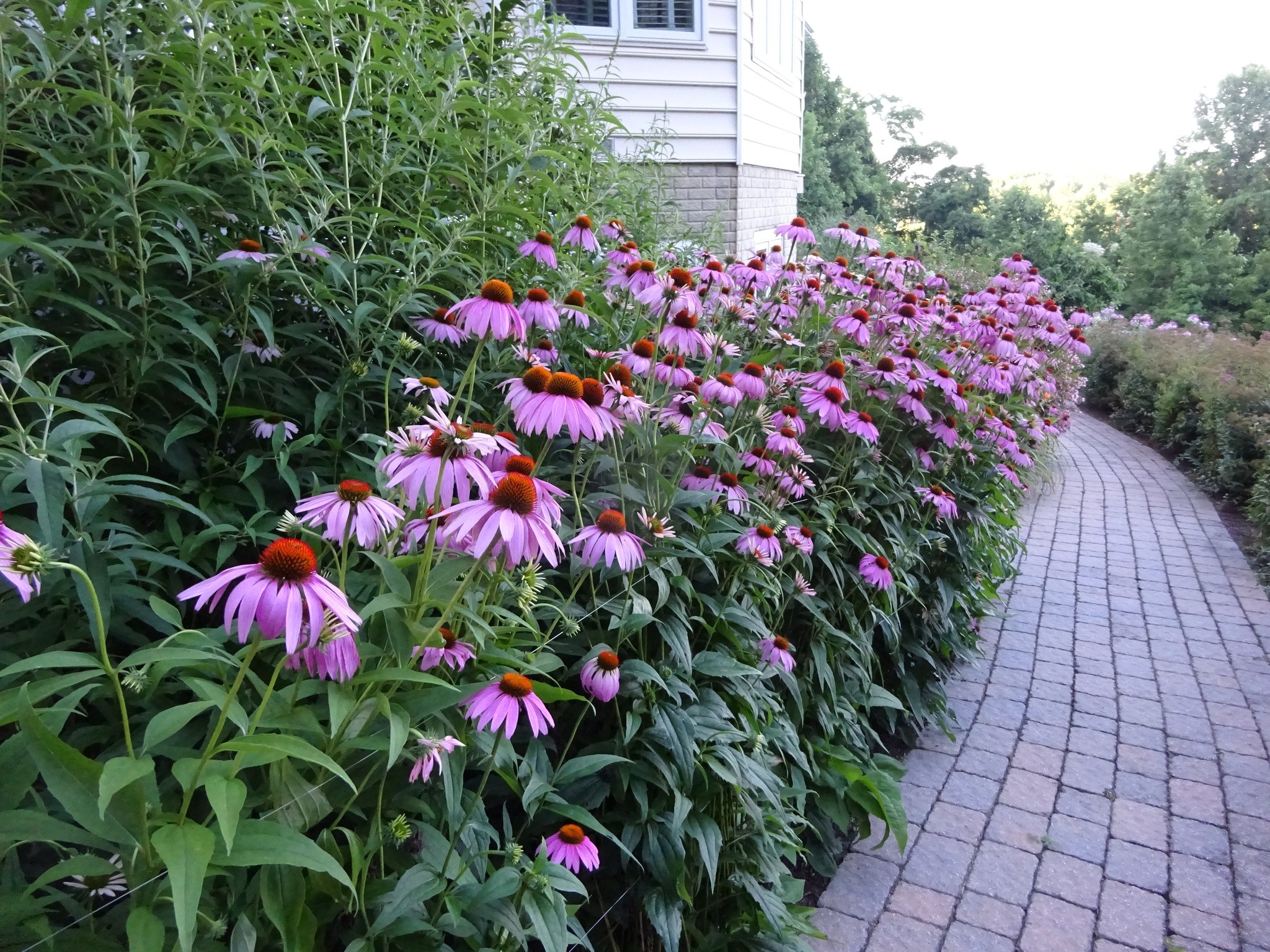 Easy perennials that bloom all summer