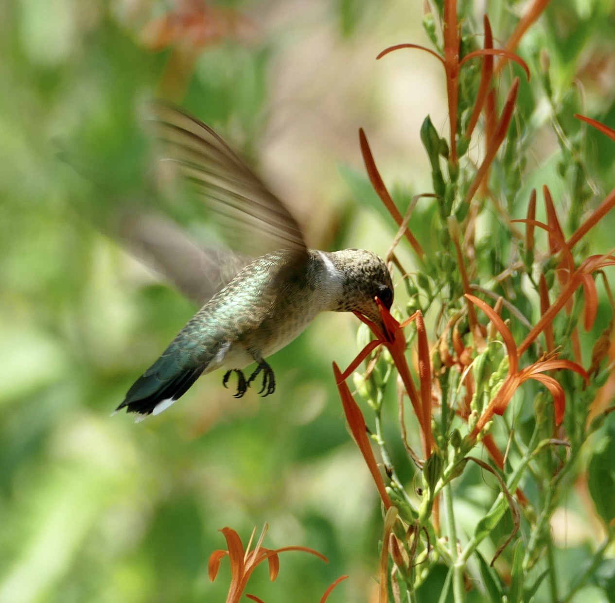 Perennial flowers that attract bees butterflies and hummingbirds