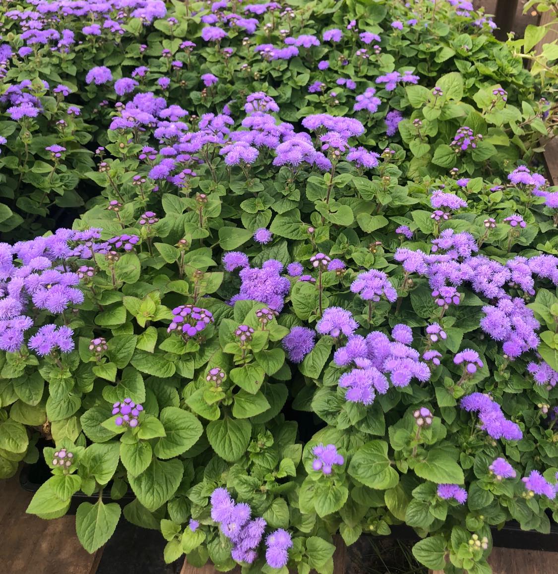 plants that repel mosquitoes