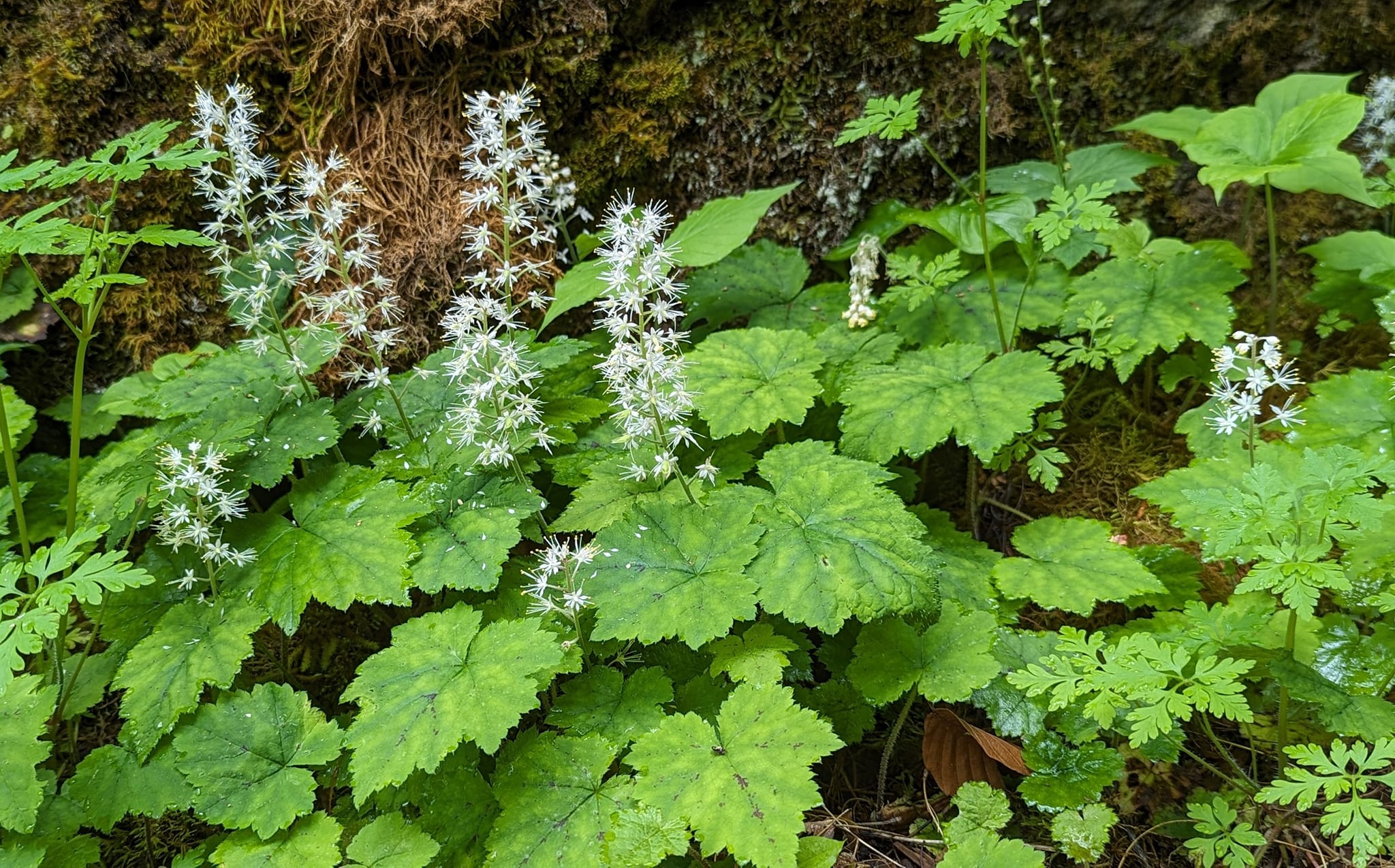 low-maintenance ground cover for shade