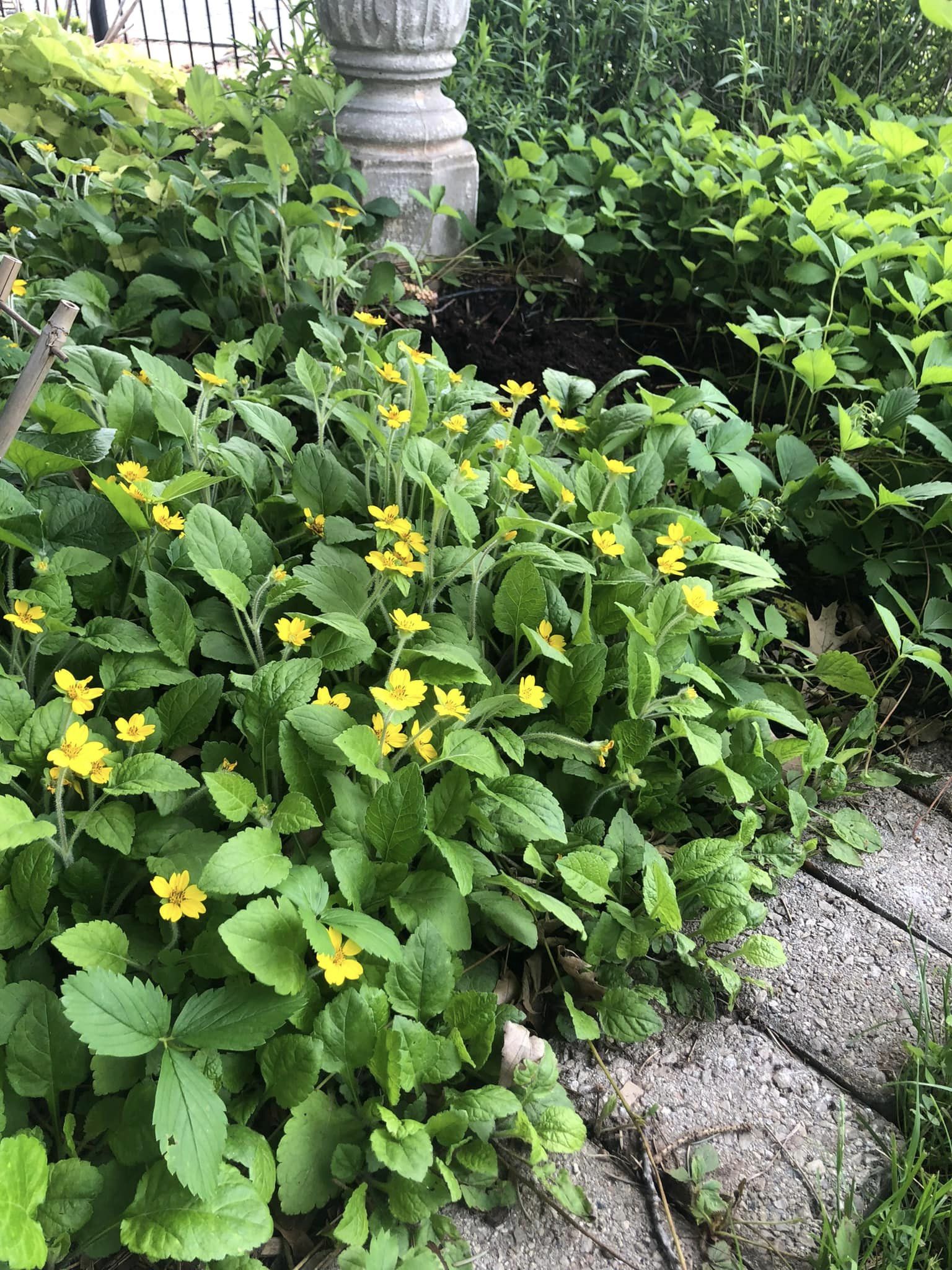 fast-growing ground cover for shade