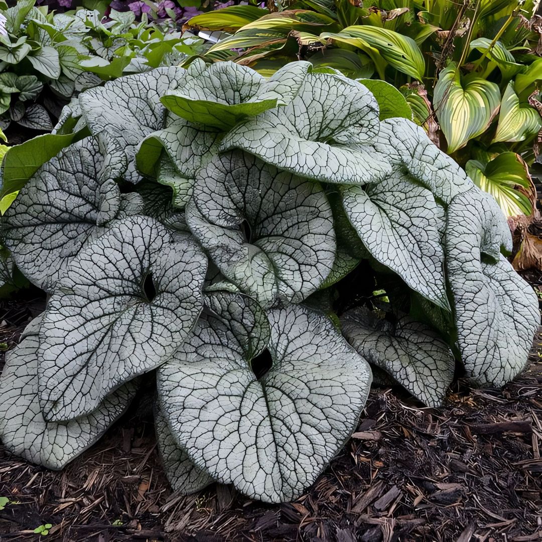 Shade ground cover plants