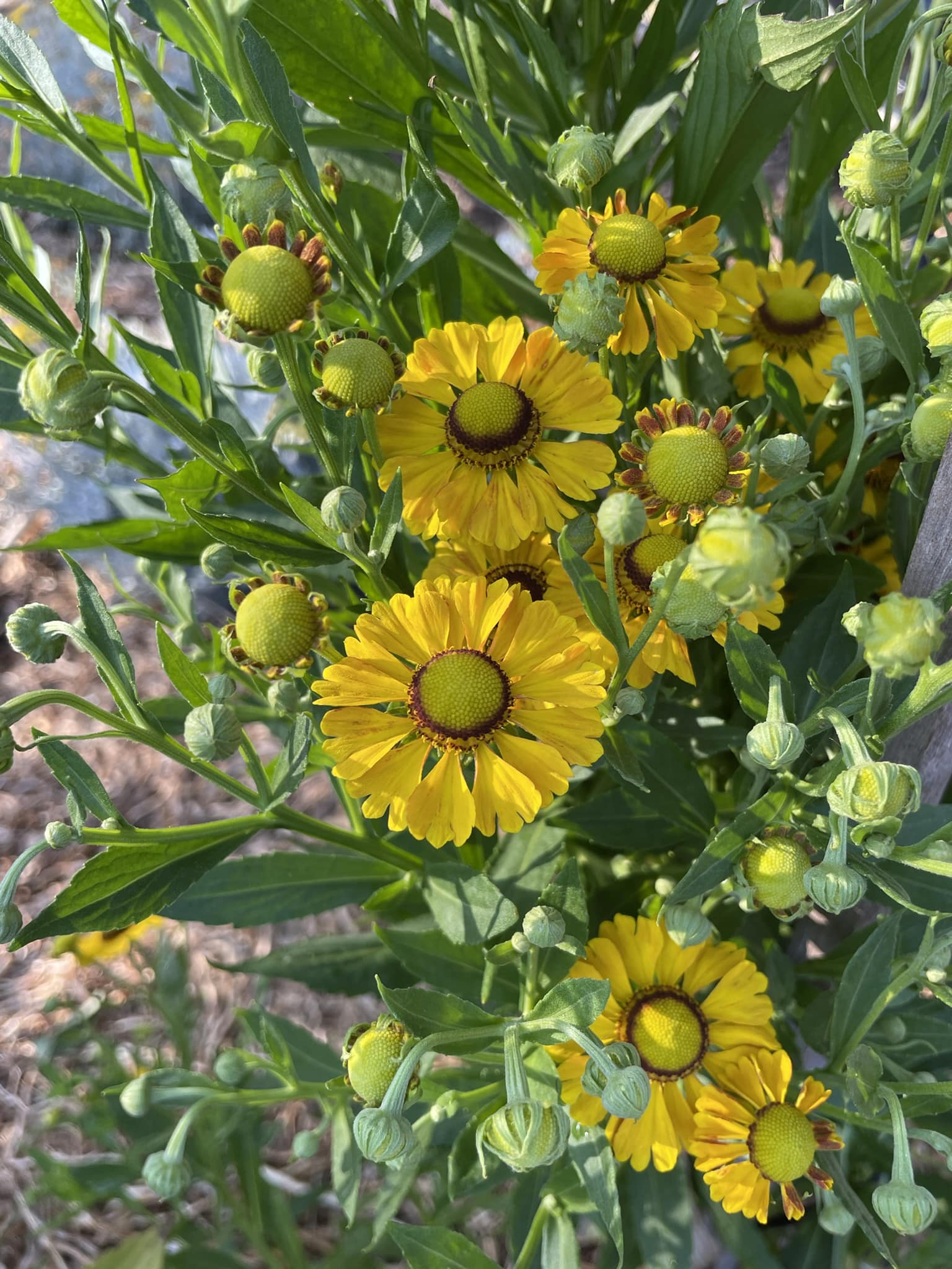 low-maintenance flowers that bloom all year