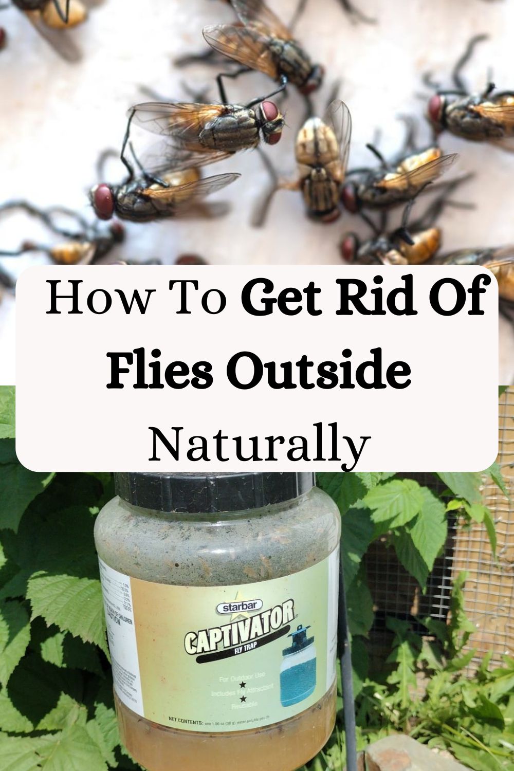 How To Get Rid Of Flies Outside Naturally