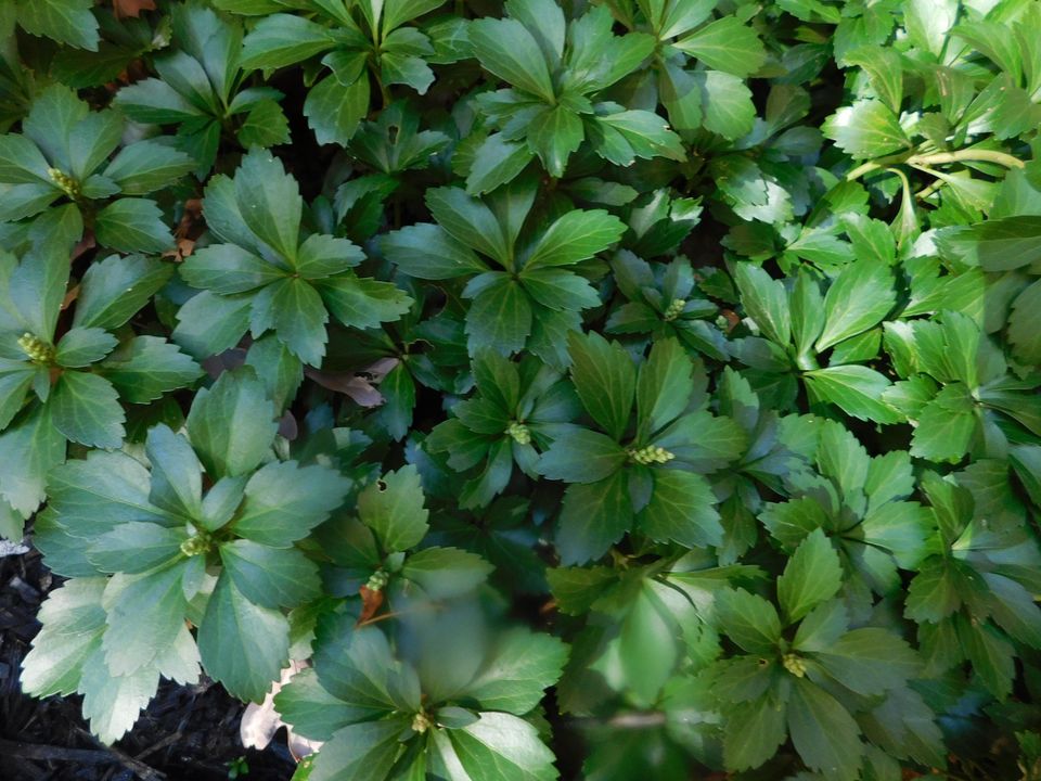 Best flowering ground covers for shade