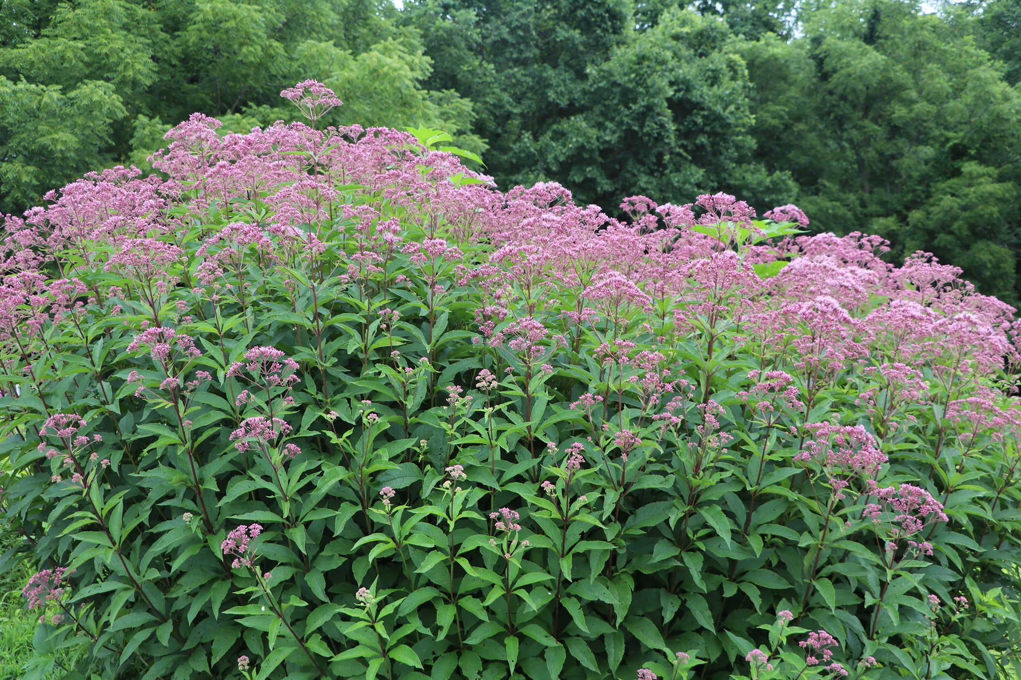 flowers that attract bees, butterflies and hummingbirds