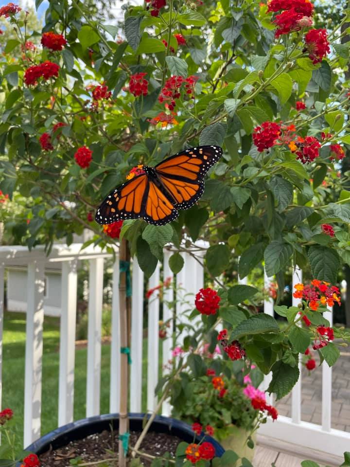 hanging plants that attract hummingbirds and butterflies