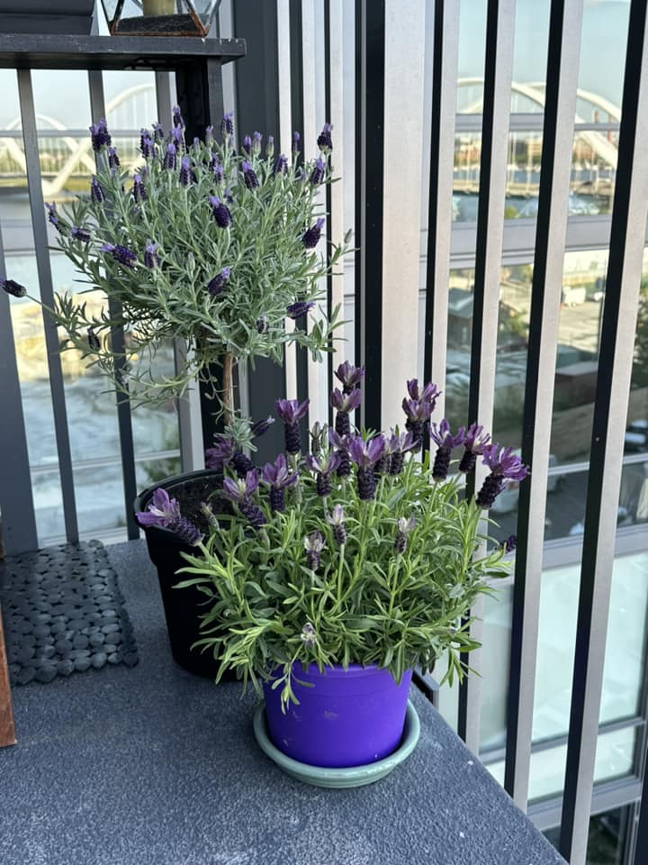 Plants That Repel Mosquitoes
