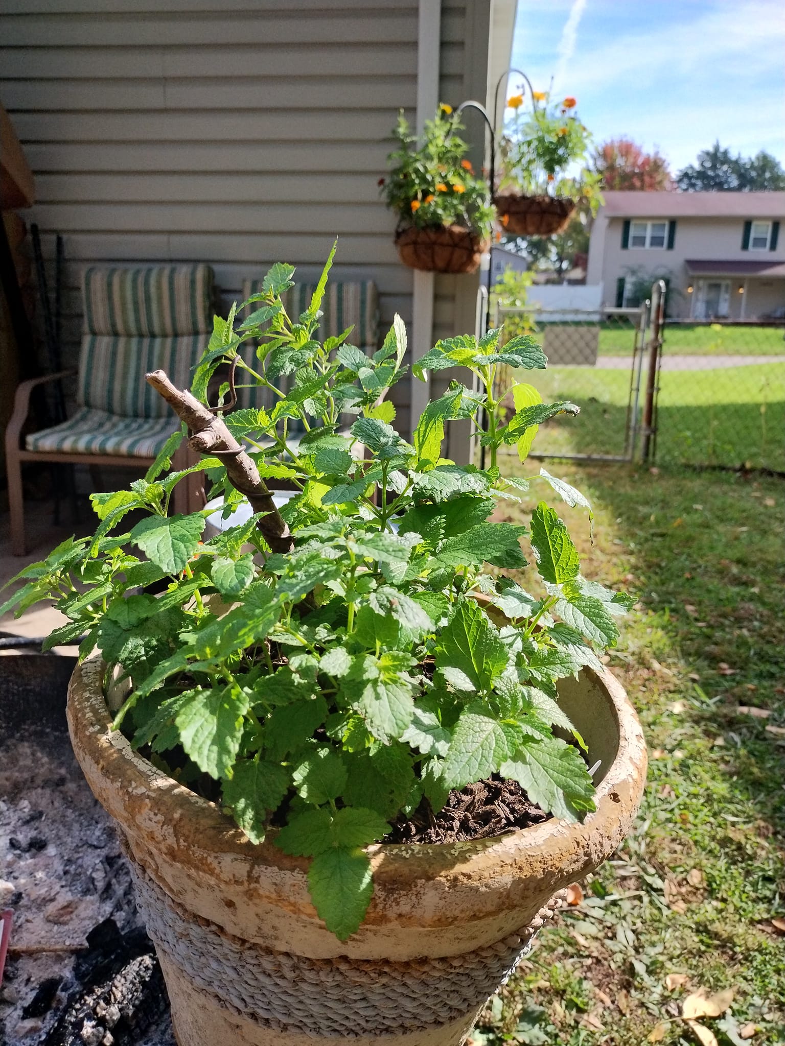 outdoor plants that repel mosquitoes