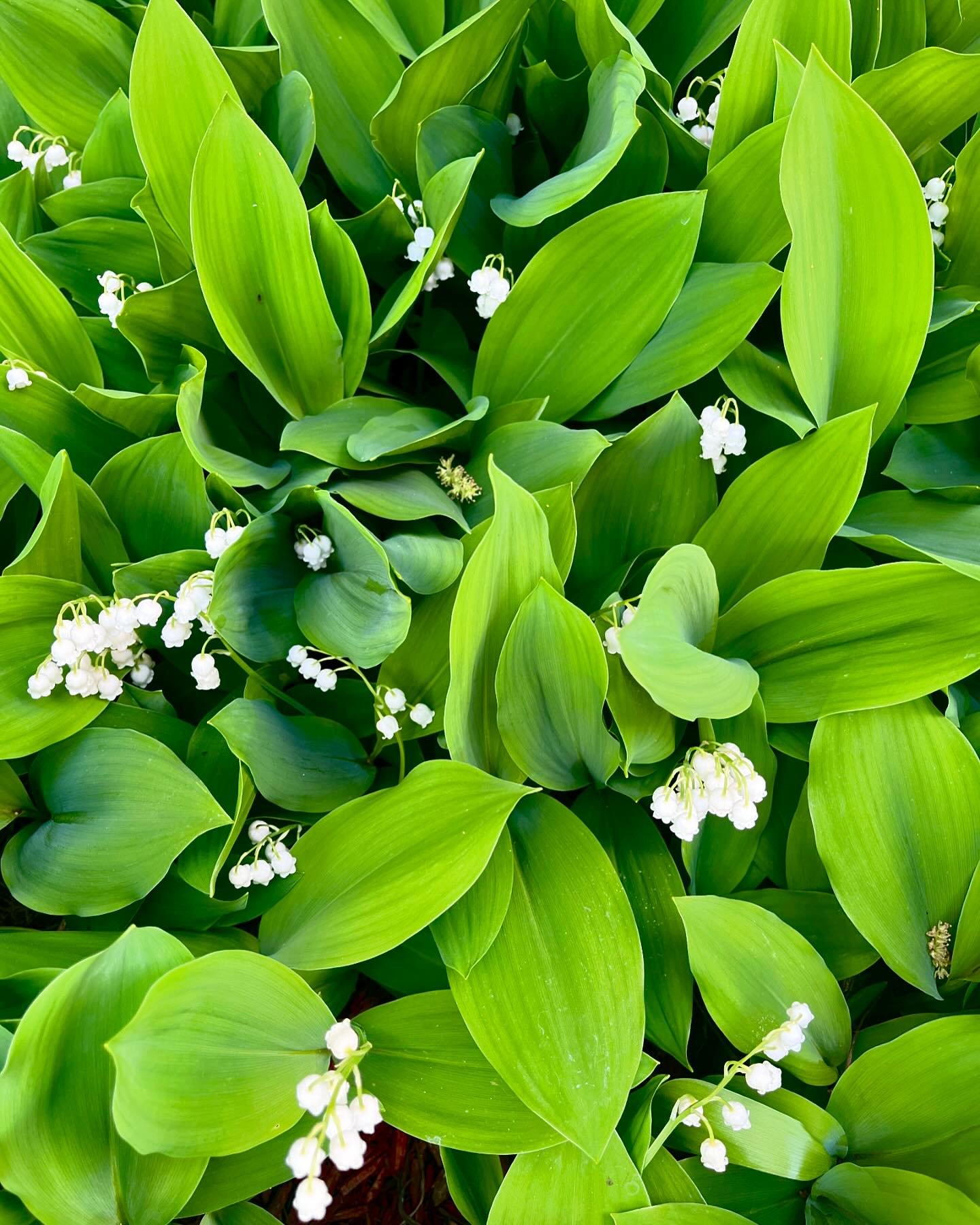 flowering ground cover for shade