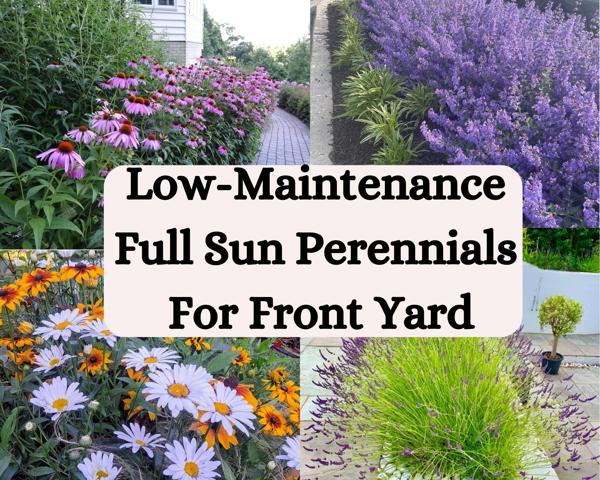 Low-Maintenance Full Sun Perennials For Front Yard