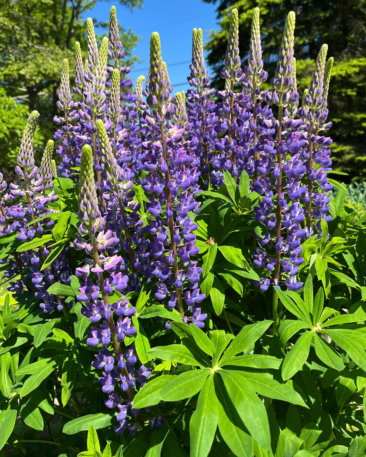Flowers that attract bees, butterflies and hummingbirds