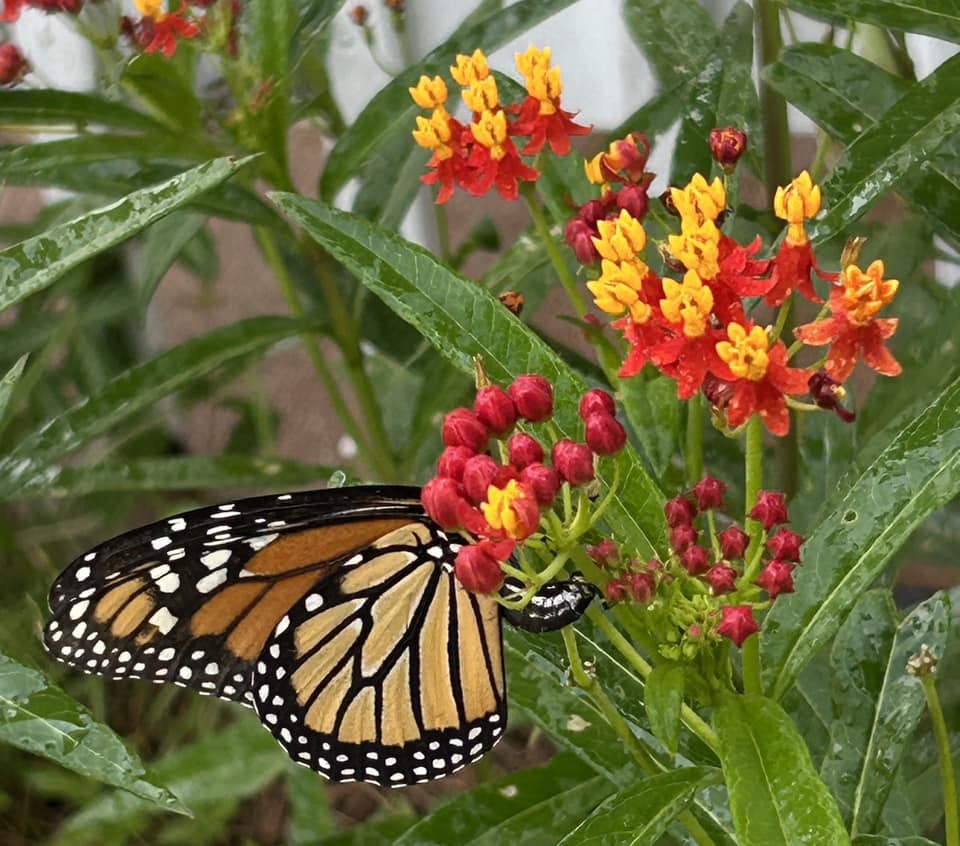 Small perennial flowers that attract bees butterflies and hummingbirds