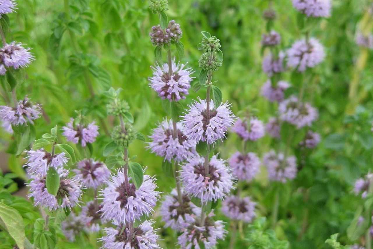 mosquito repellent plants