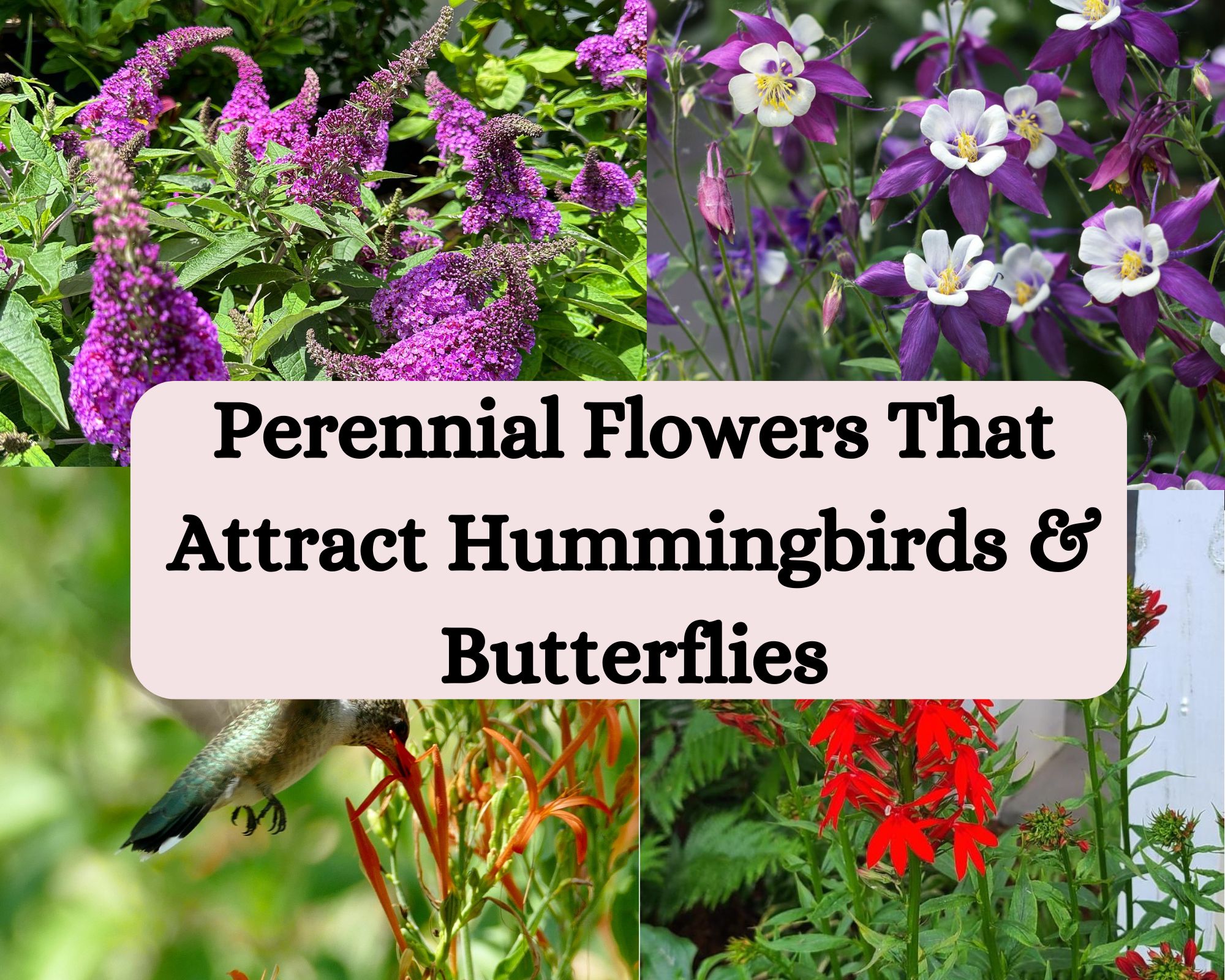 20 Perennial Flowers That Attract Hummingbirds and Butterflies