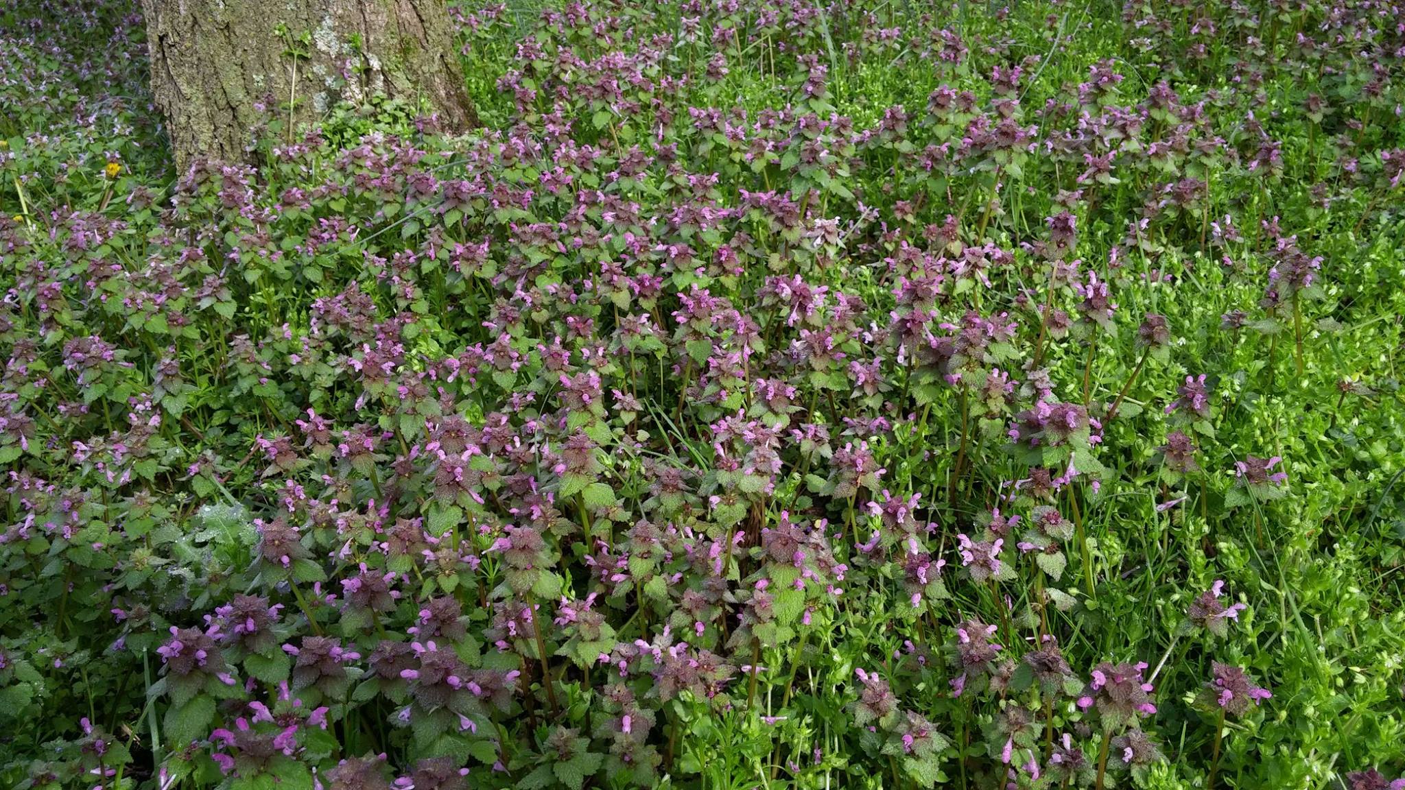 low-maintenance ground cover for shade