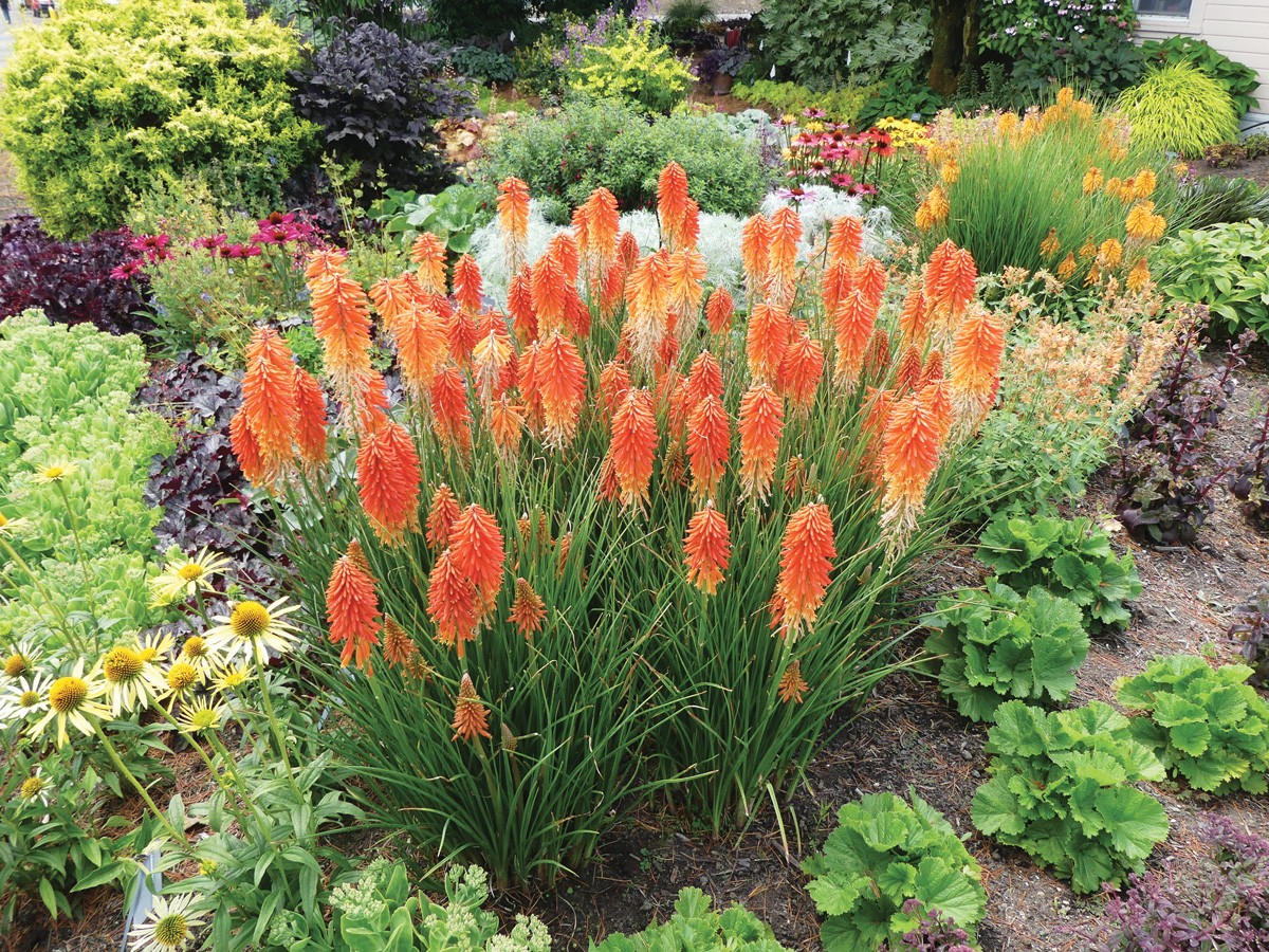 20 Low-Maintenance Full Sun Perennials For Front Yard