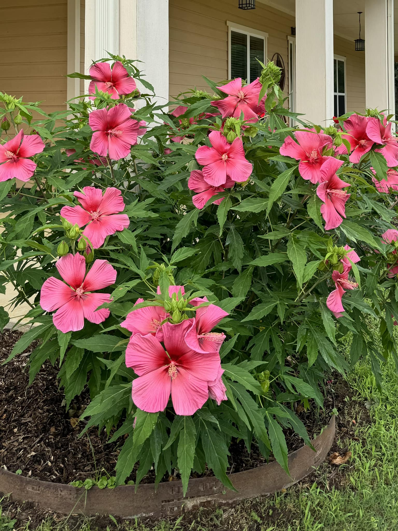 Low-maintenance perennials for sun