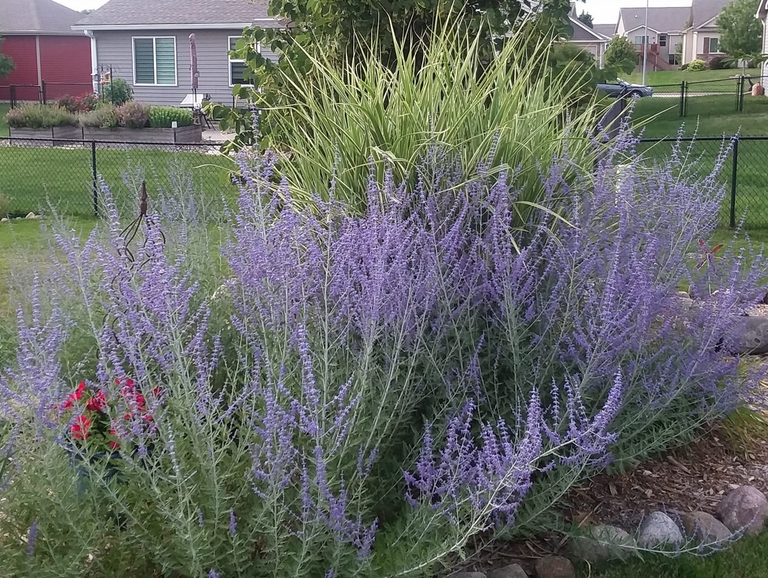 low-maintenance flowers that bloom all year