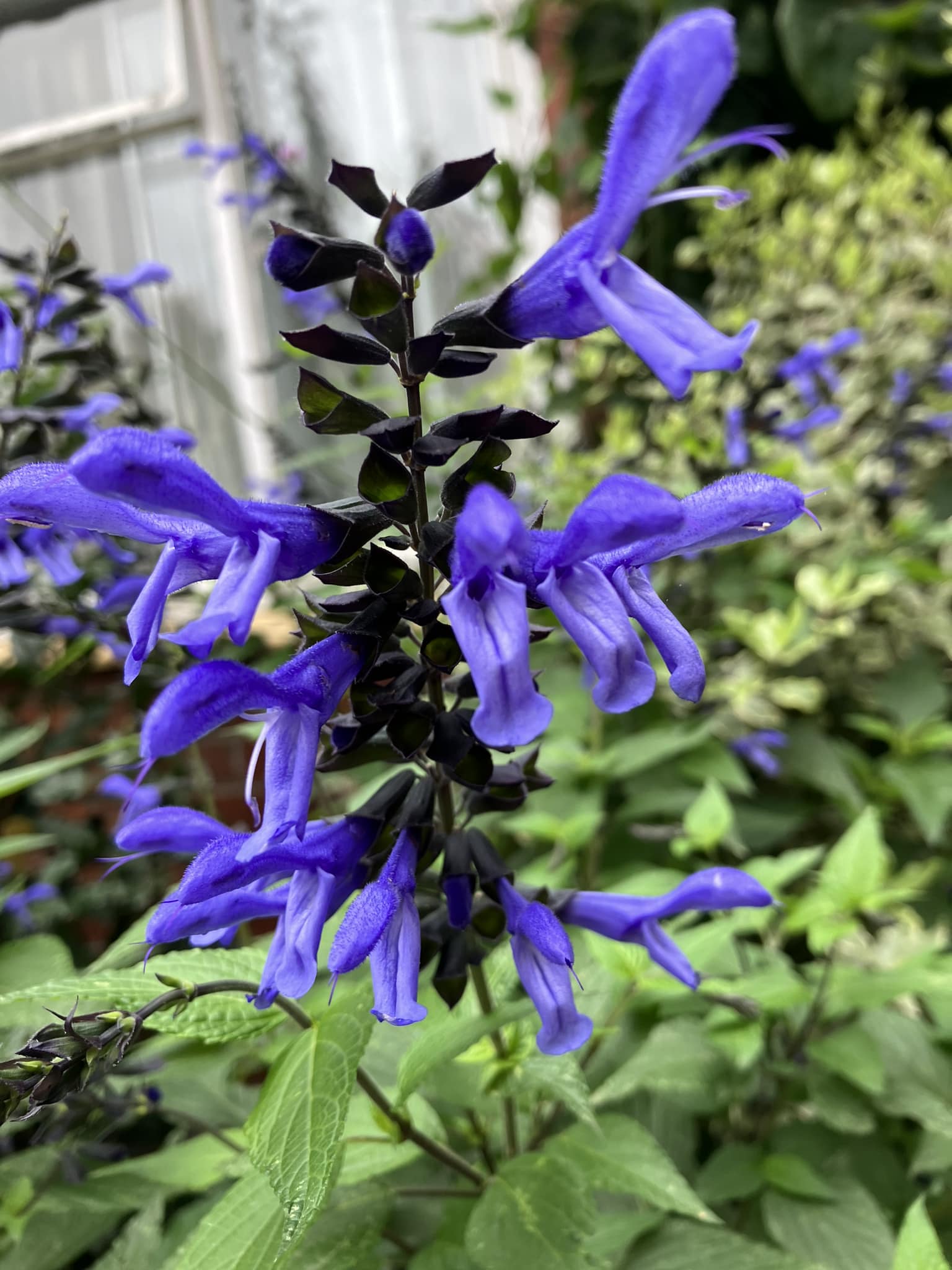 low-maintenance outdoor plants full sun