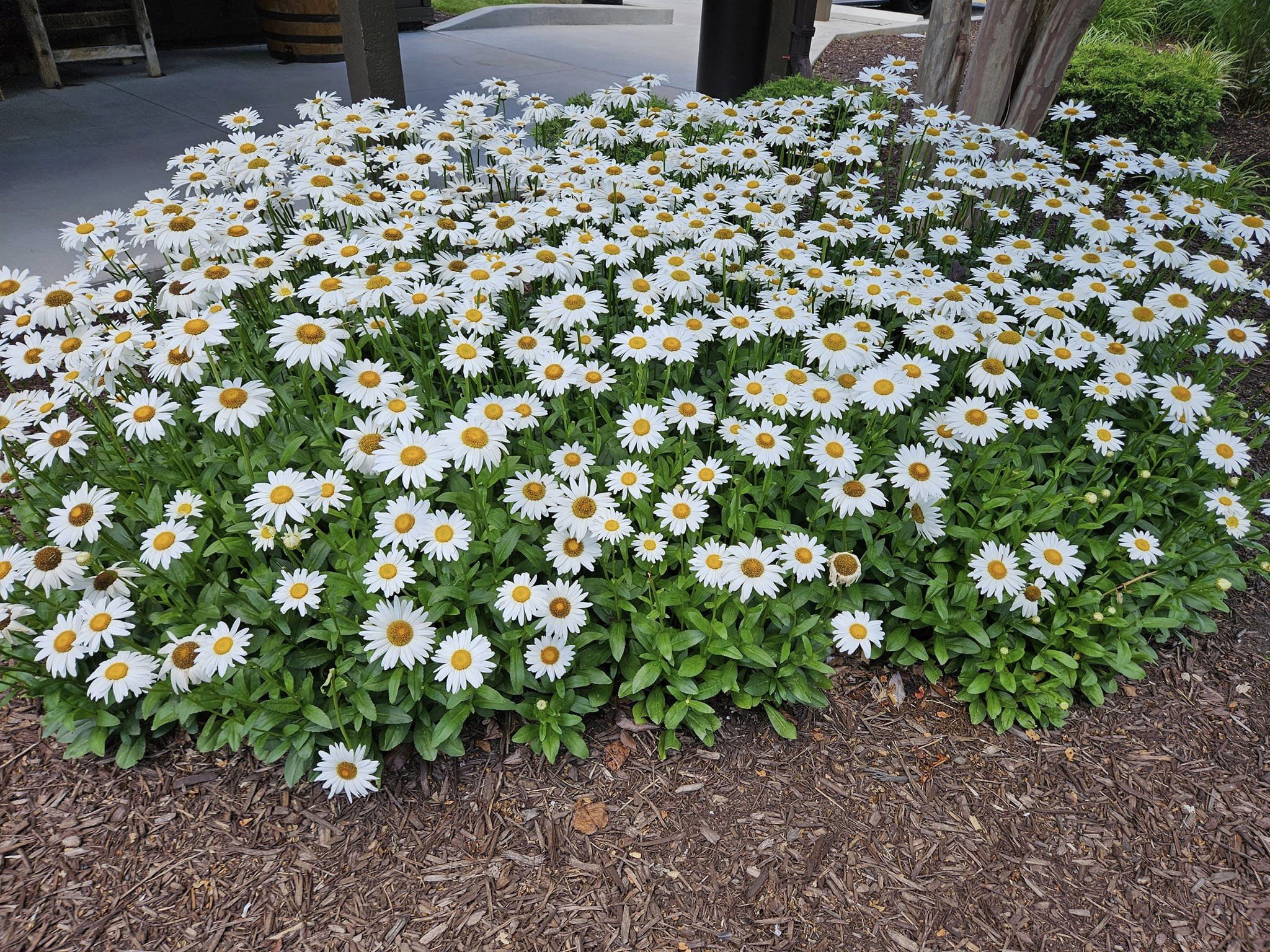 low-maintenance outdoor flowers