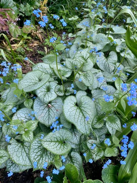 low-growing ground cover for shade