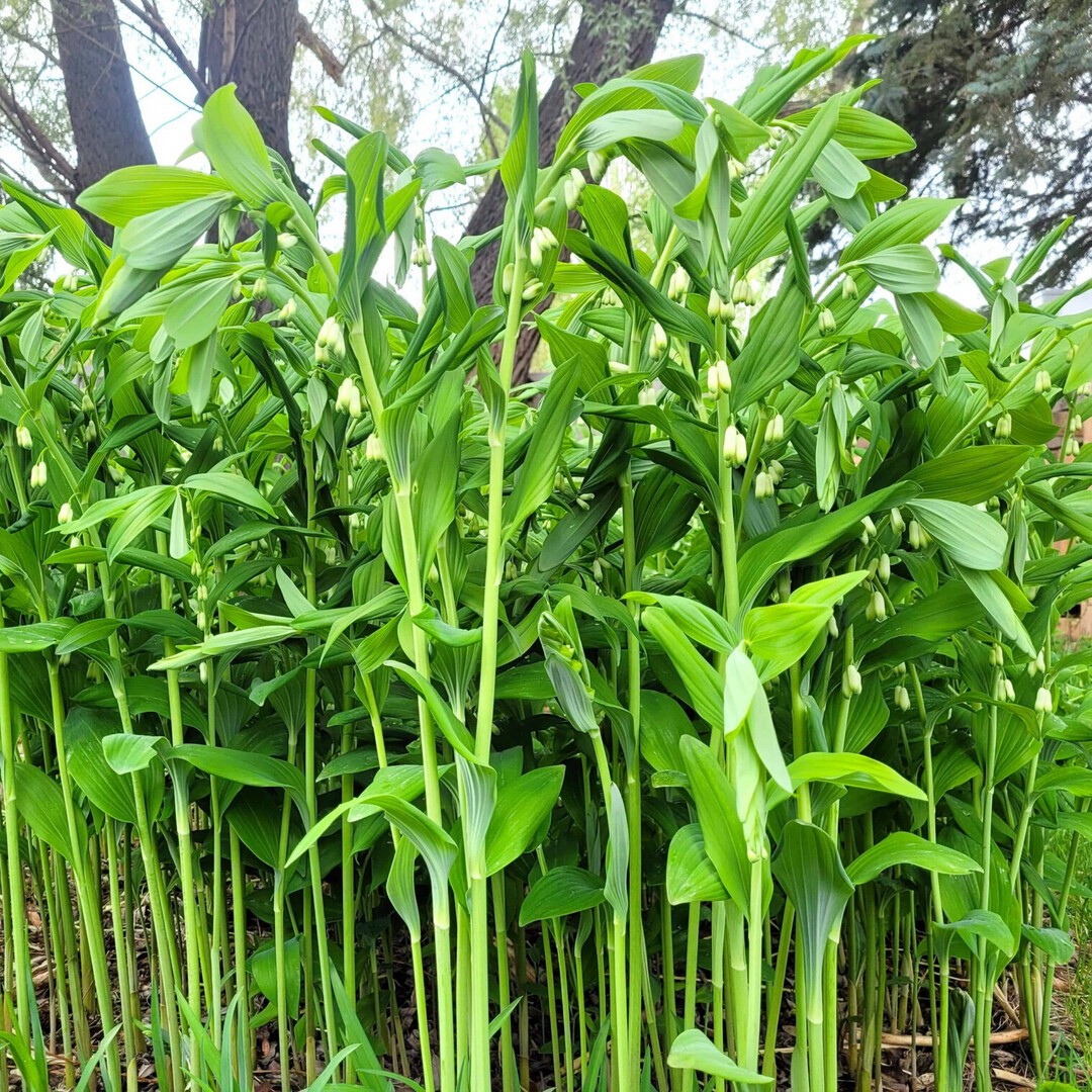 Evergreen ground cover for shade