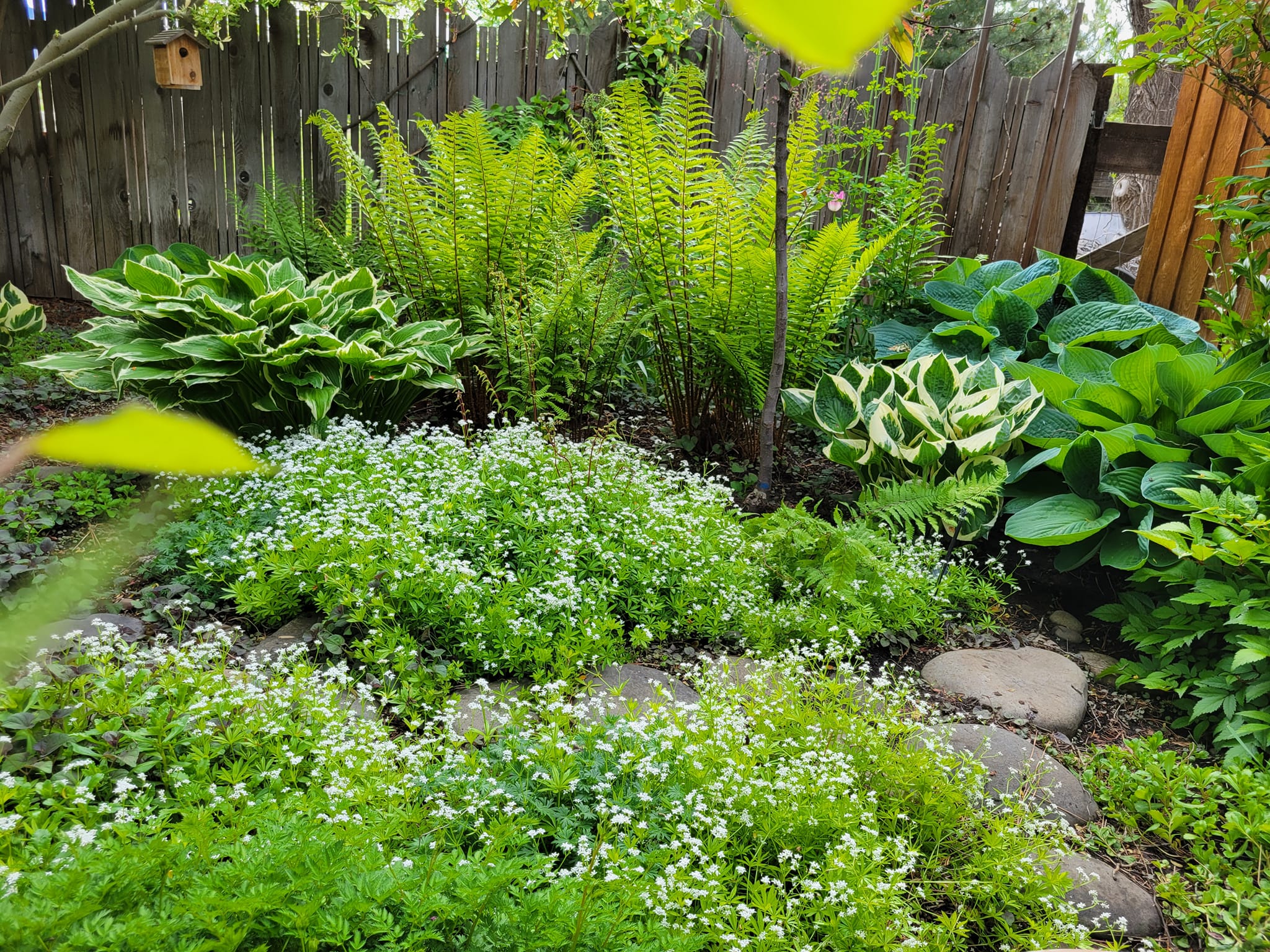Flowering Ground Covers For Shade