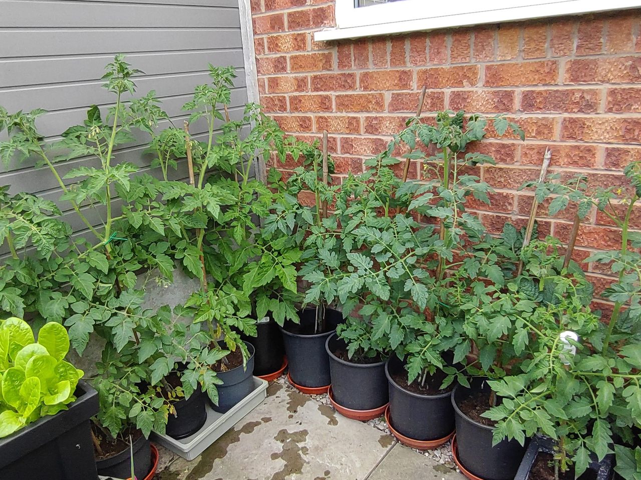 corner vegetable garden ideas