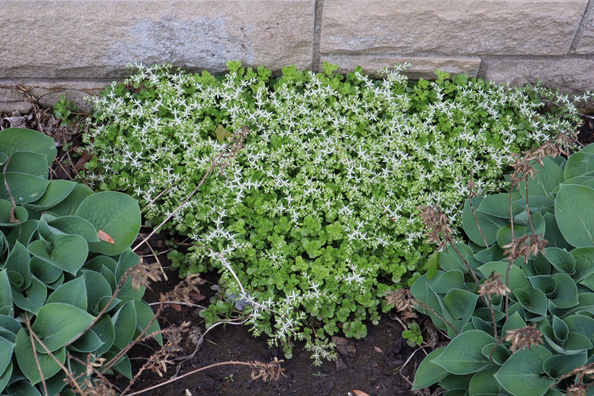 fast-growing ground cover for shade