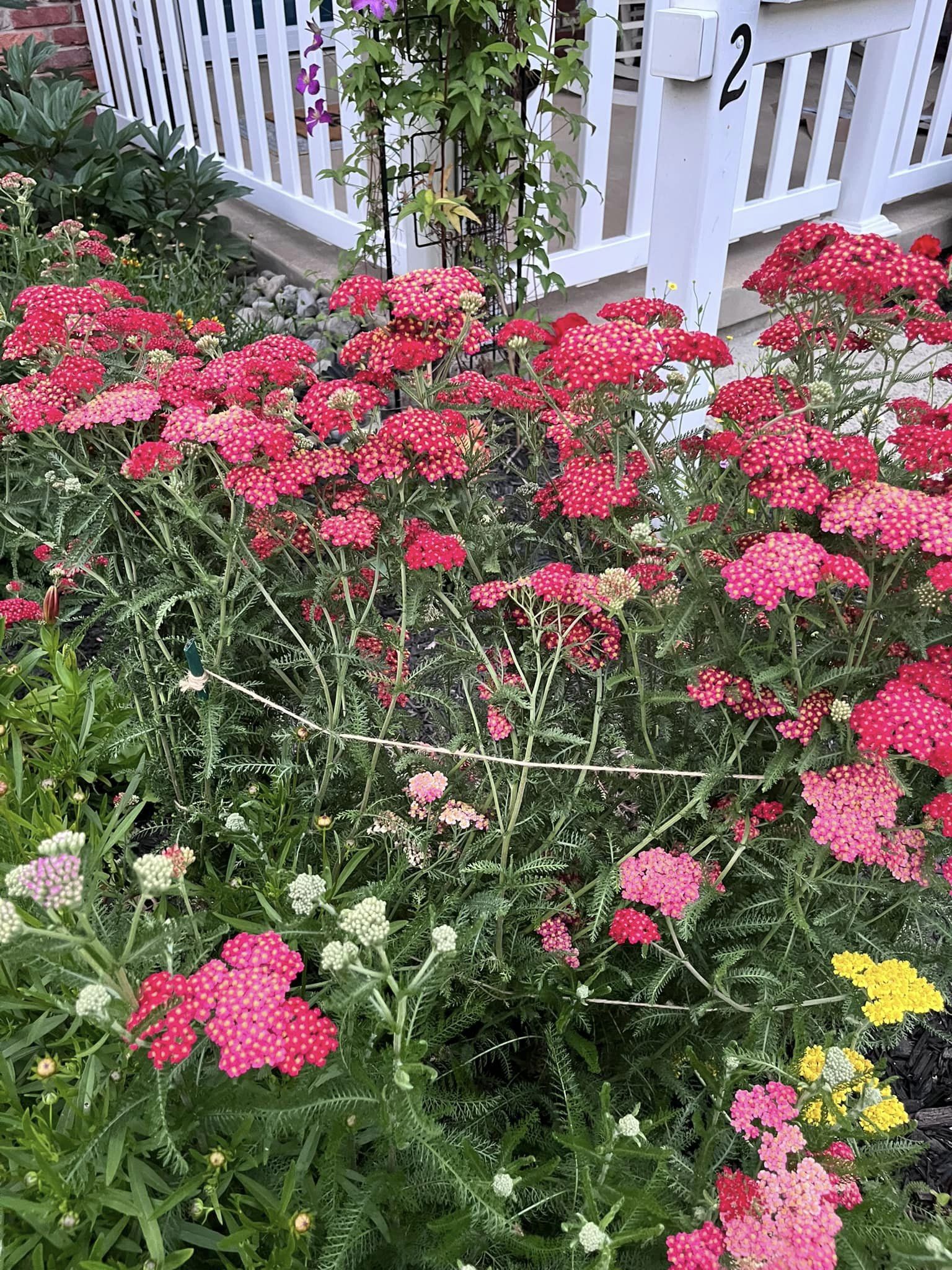 Low maintenance plants that come back every year