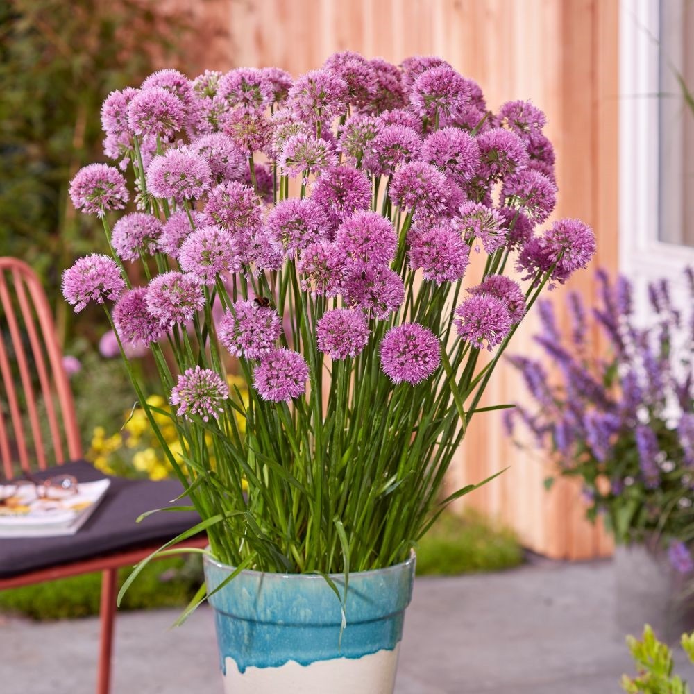 mosquito repellent plants outdoor