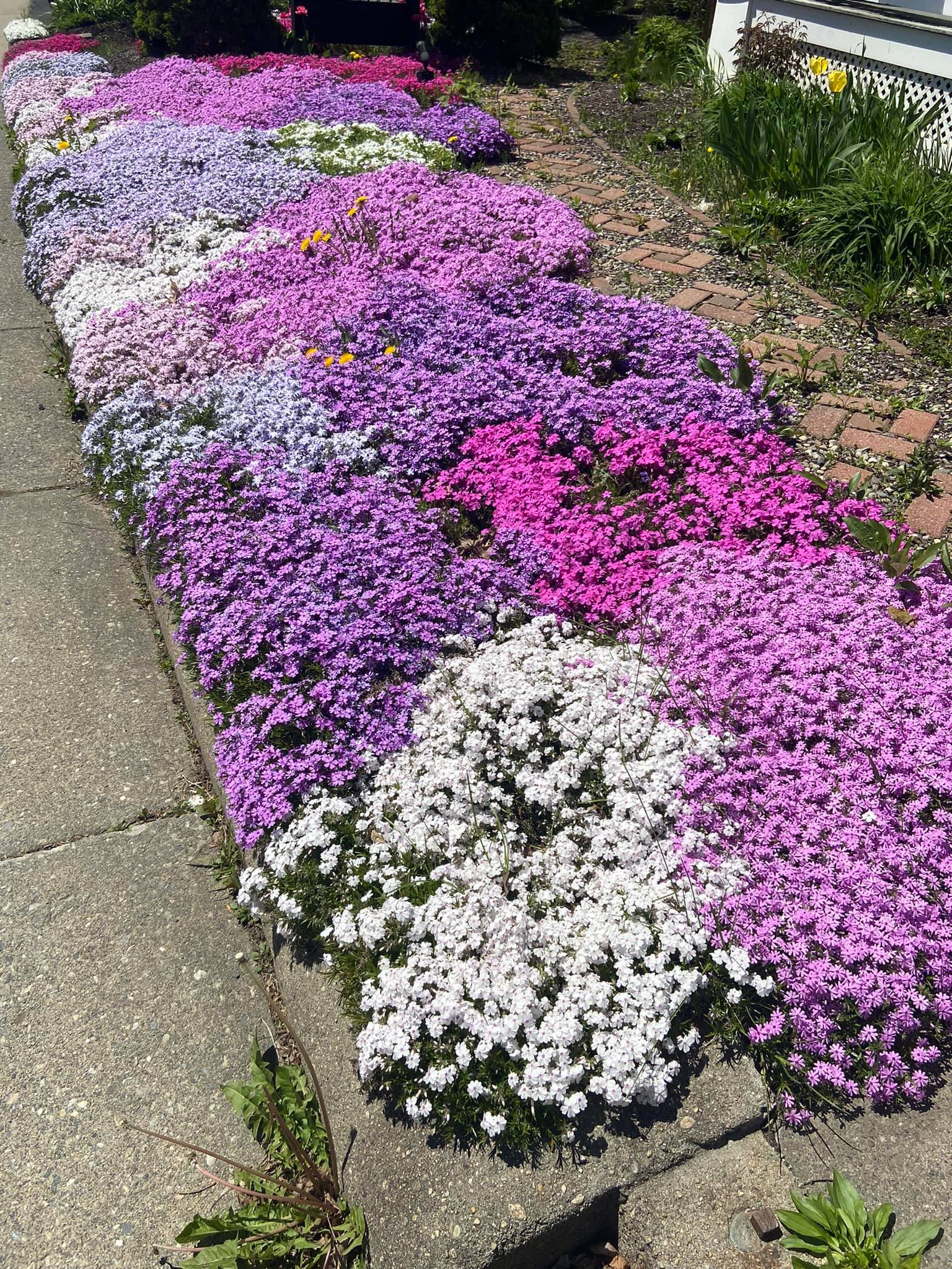 flowering ground cover for shade