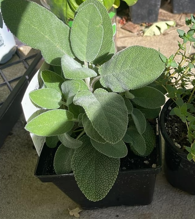 Potted plants that repel mosquitoes in pots outdoor