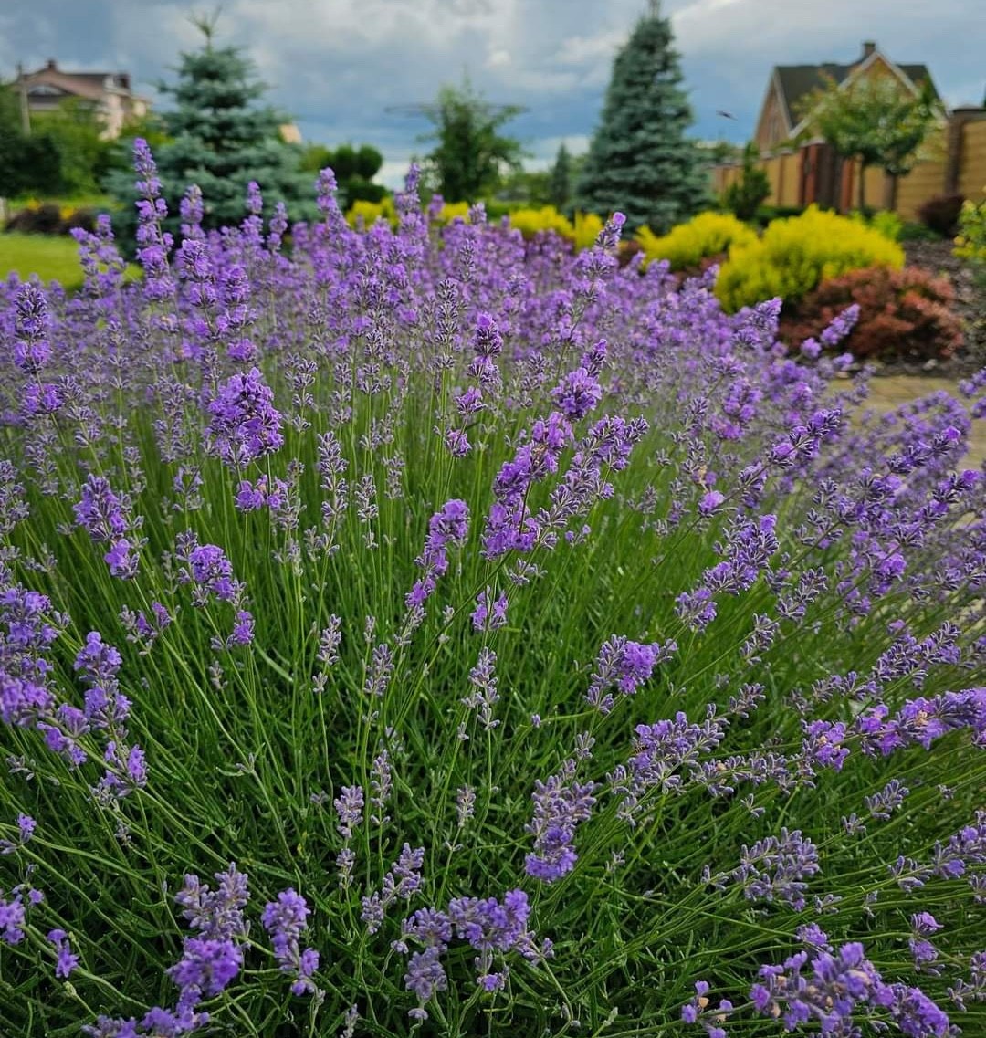 low-maintenance flowers that bloom all year