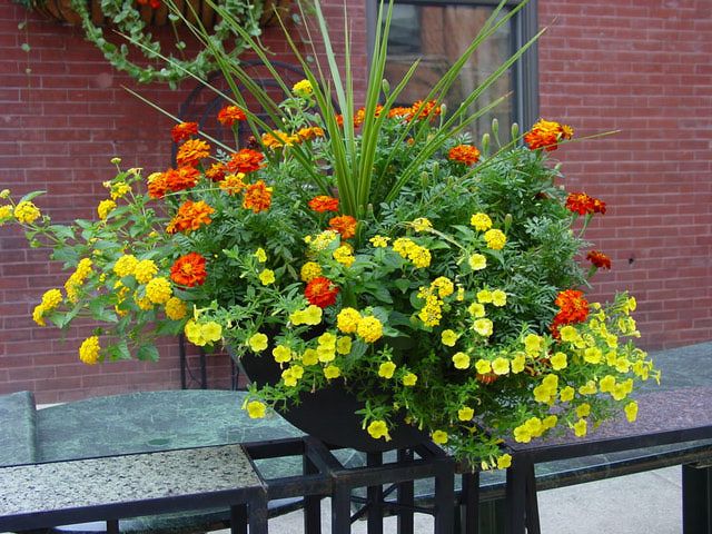 plants that repel mosquitoes and flies