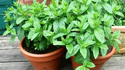 plants that repel mosquitoes and flies